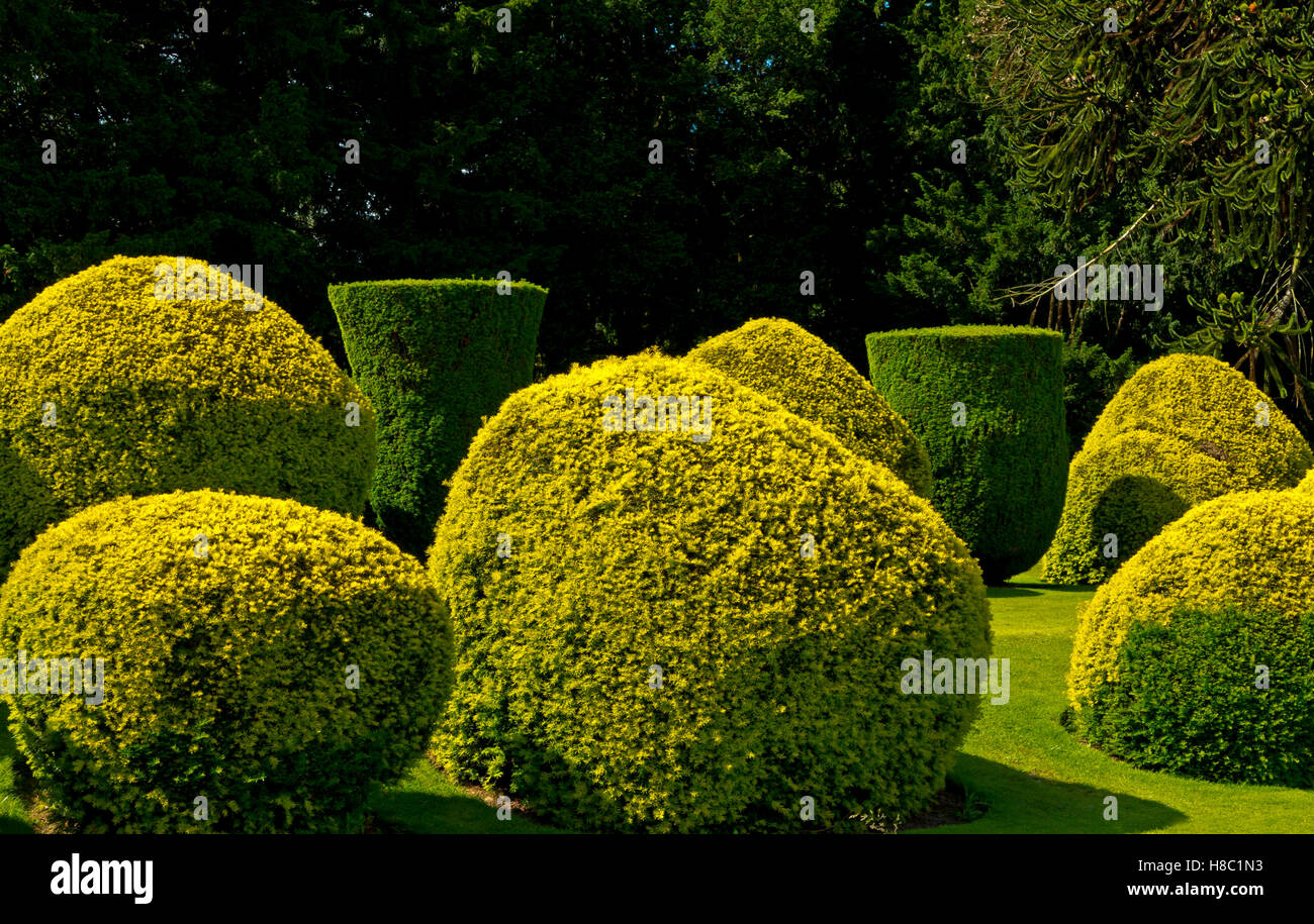 Topiary in the Italian Garden in the grounds of Elvaston Country Park near Derby Derbyshire England UK Stock Photo