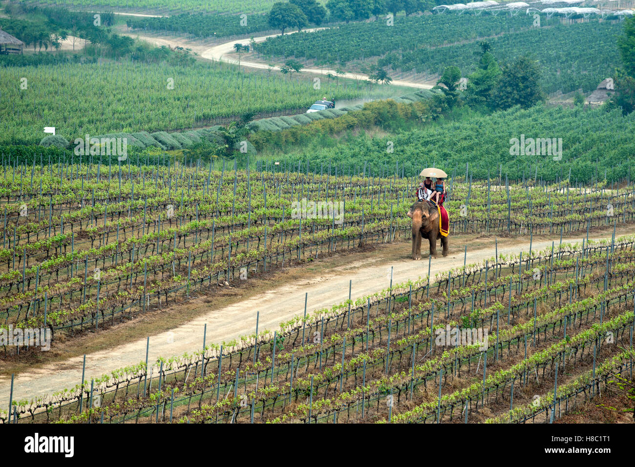Hua Hin Hills vineyards outside Hua Hin in Thailand Stock Photo Alamy