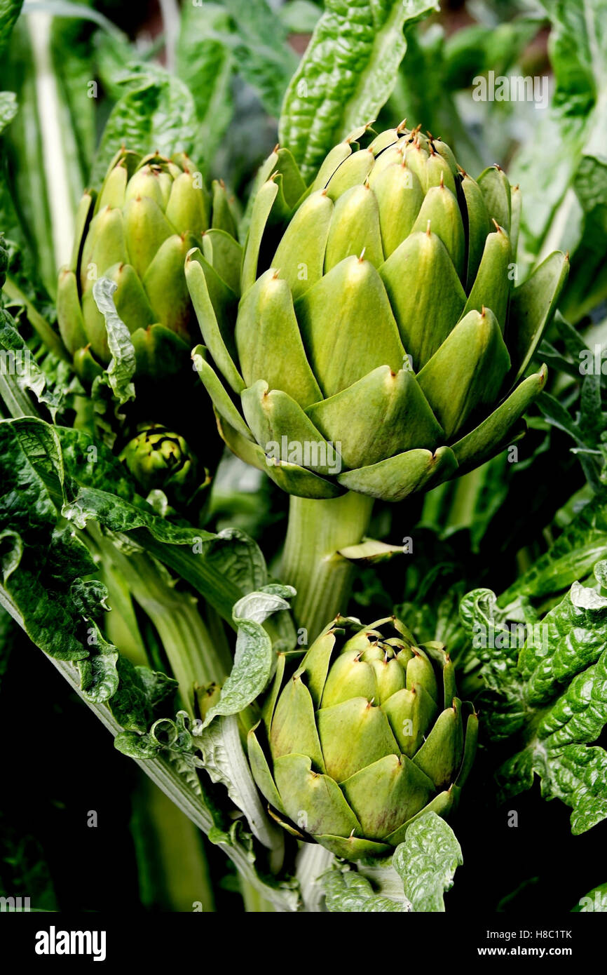 Salinas Valley, California artichoke in field Stock Photo - Alamy