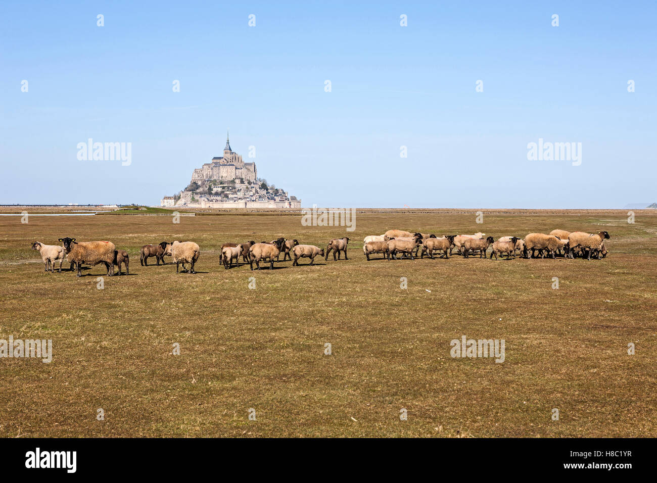 Mont Saint-Michel (Saint Michael's Mount), (Normandy, north-western France): sheep going to the salt marshes for the first time this year. Stock Photo