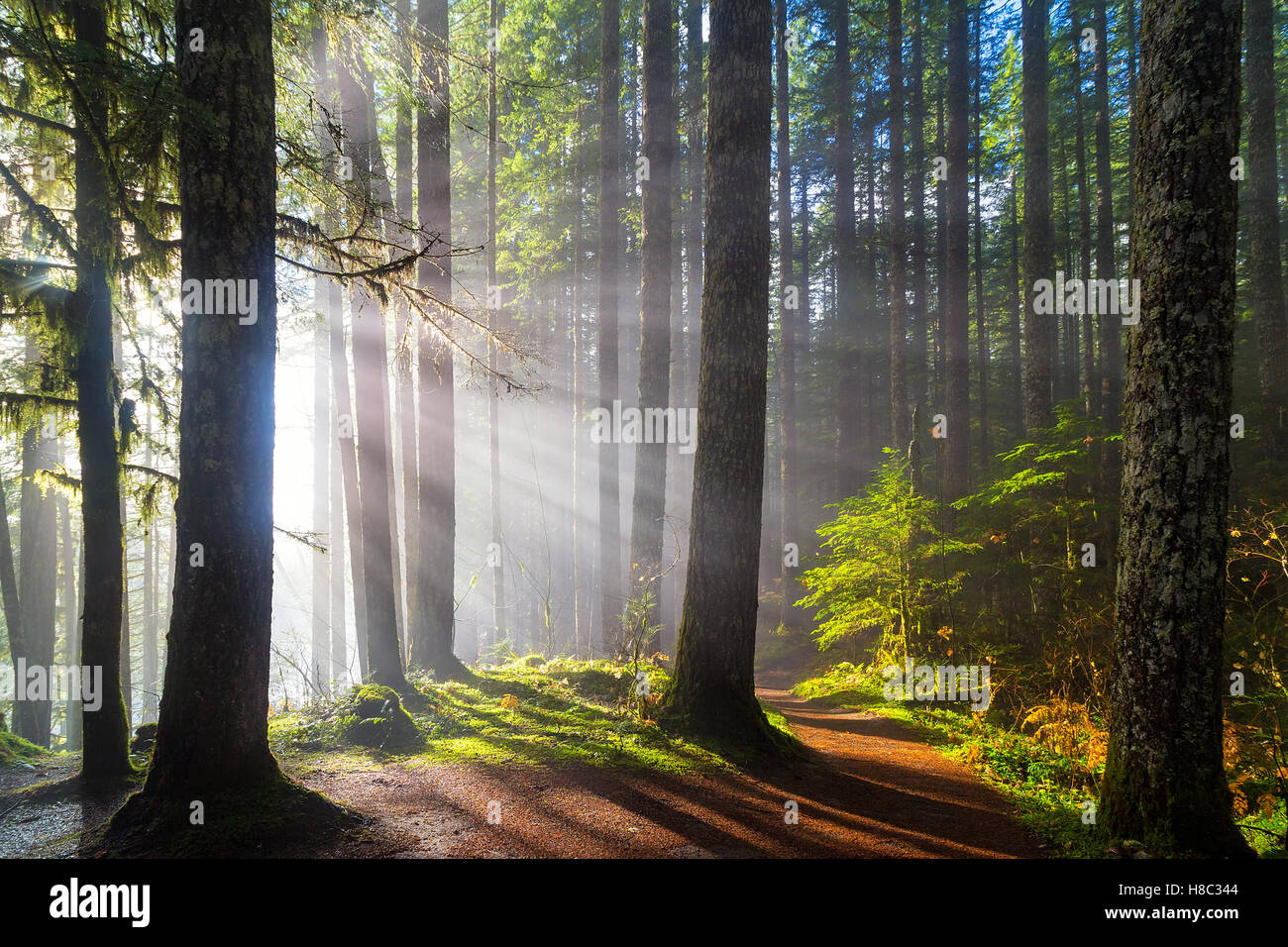 Sunbeams at Lower Lewis River Falls Hiking Trails in Washington State Stock Photo