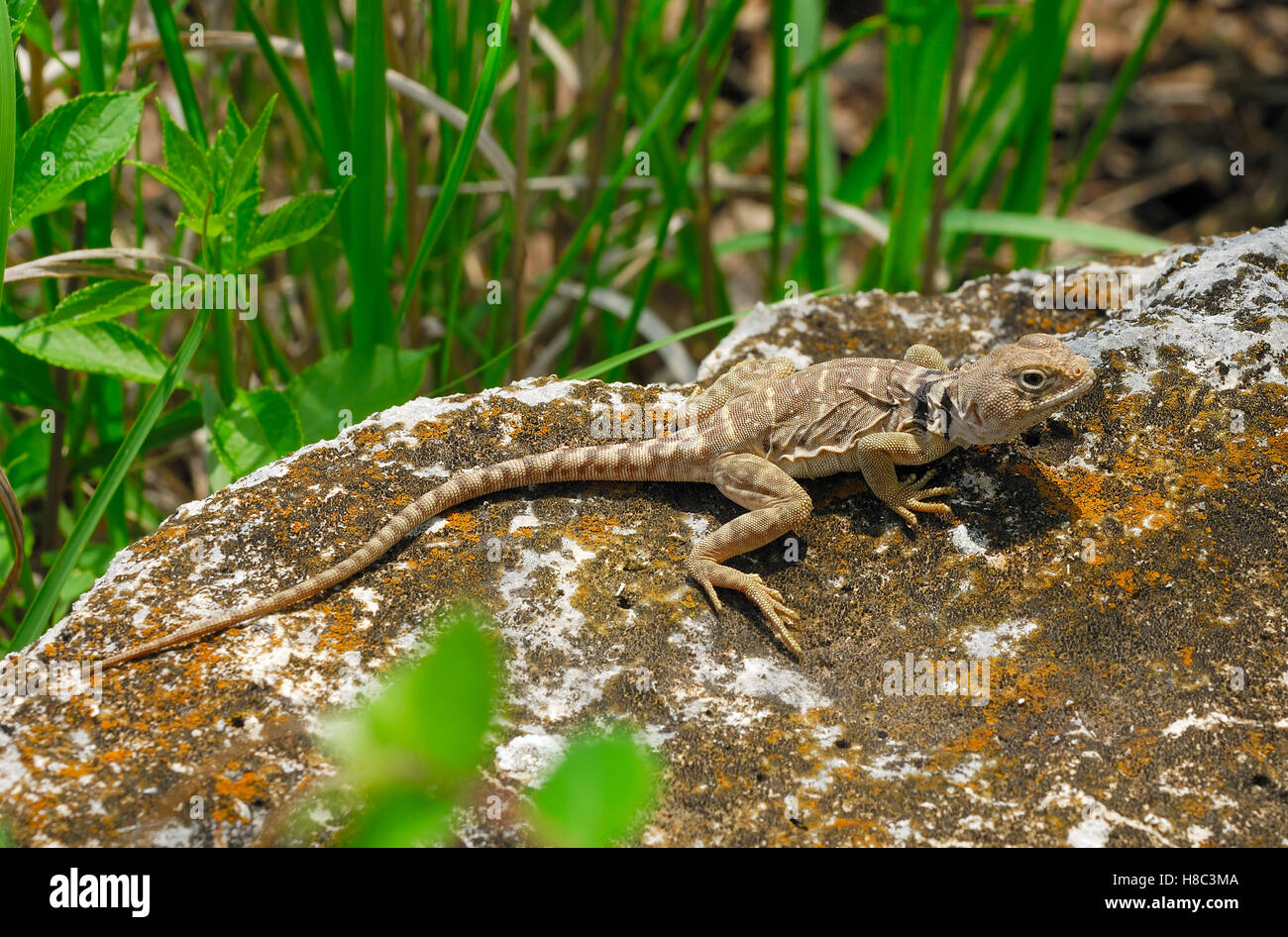 Collared Lizard (Crotaphytus collaris) female basking in the sun, Konza