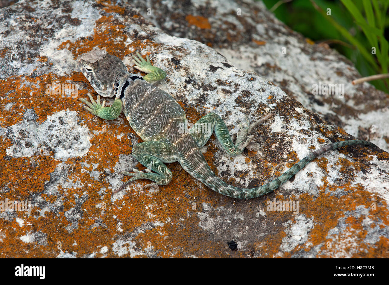 Collared Lizard (Crotaphytus collaris) male basking in the sun, Konza