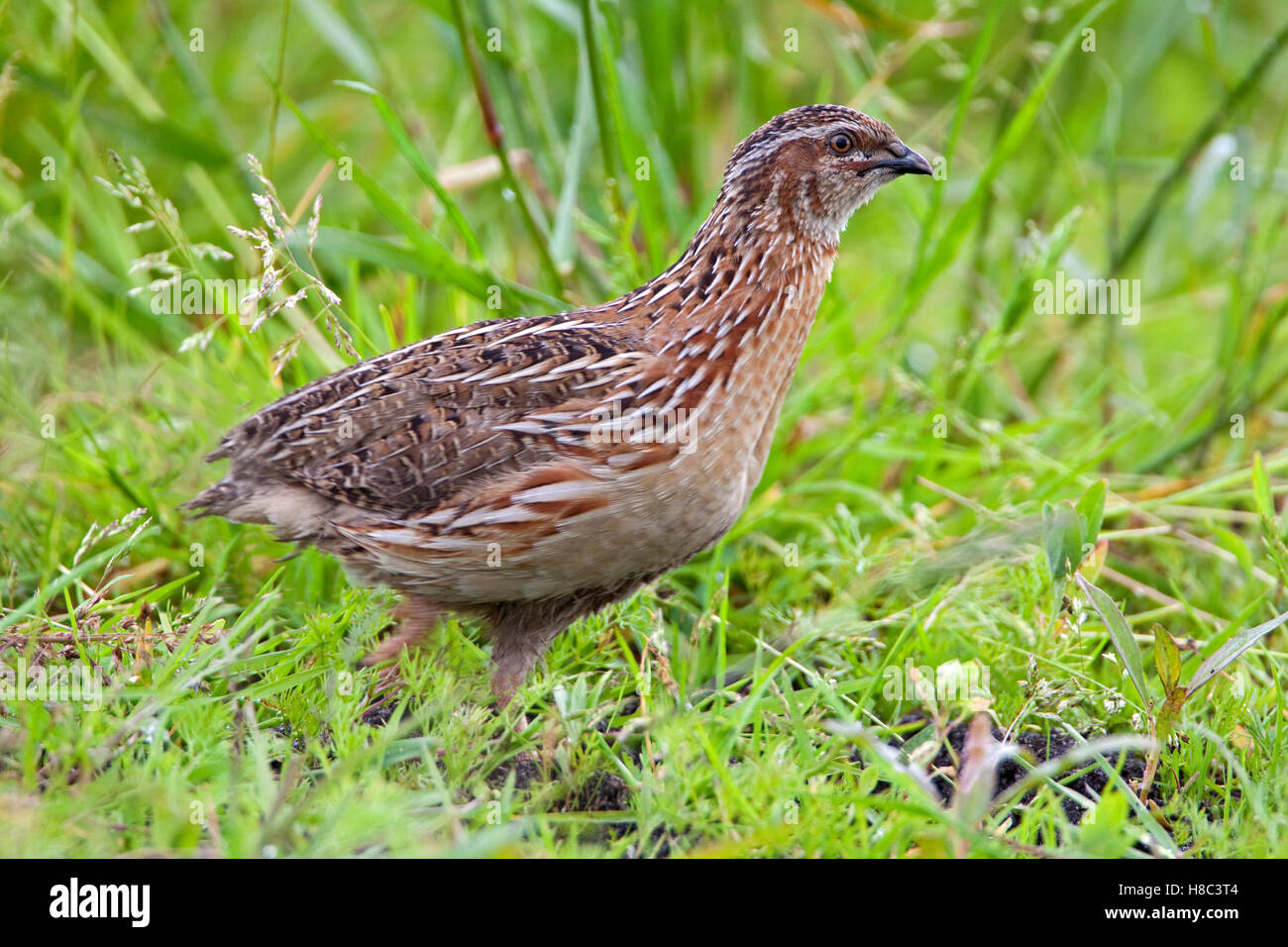 Common Quail (Coturnix coturnix) female, Netherlands Stock Photo - Alamy