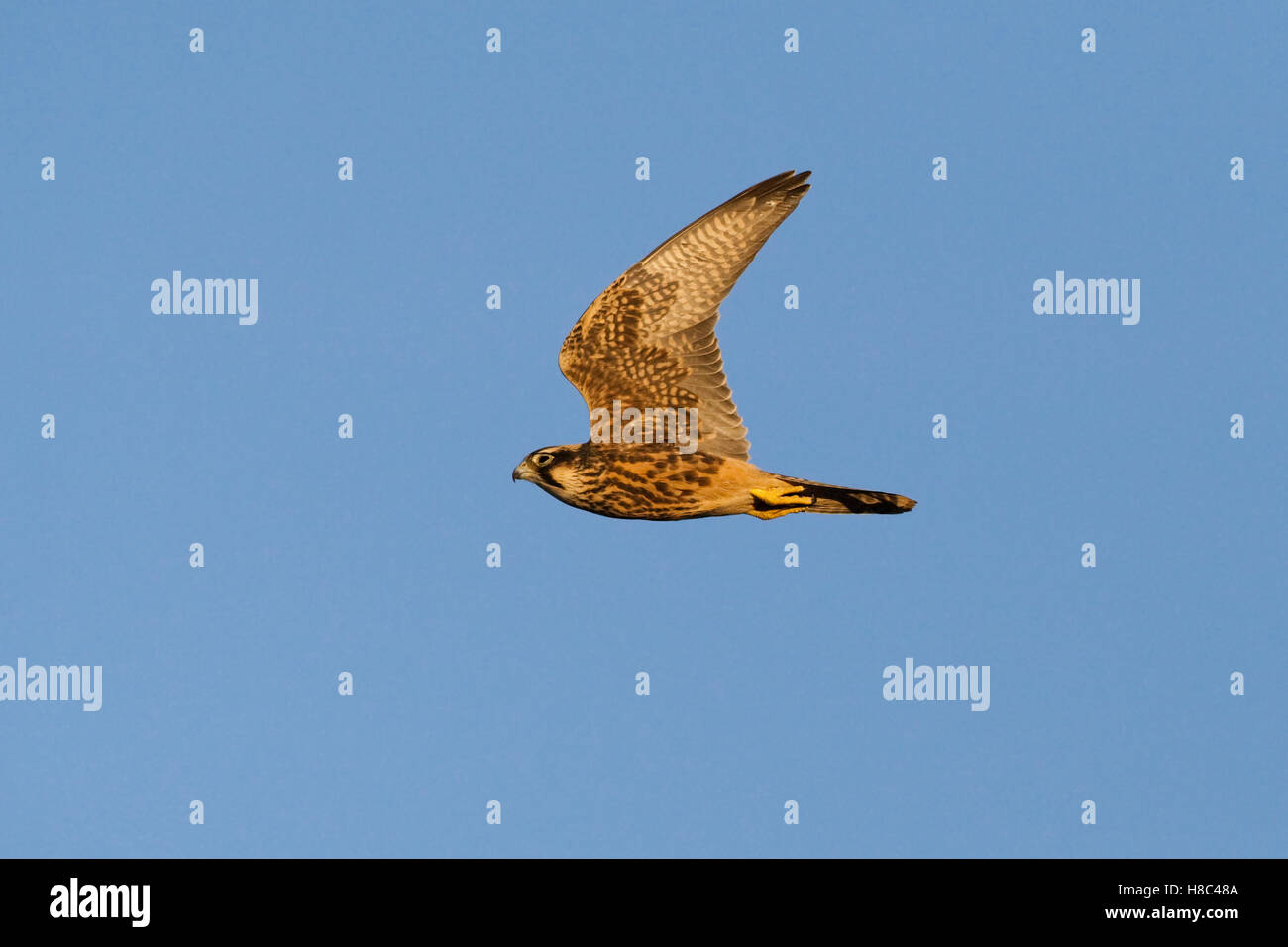 Lanner Falcon (Falco biarmicus) juvenile flying, Kgalagadi ...