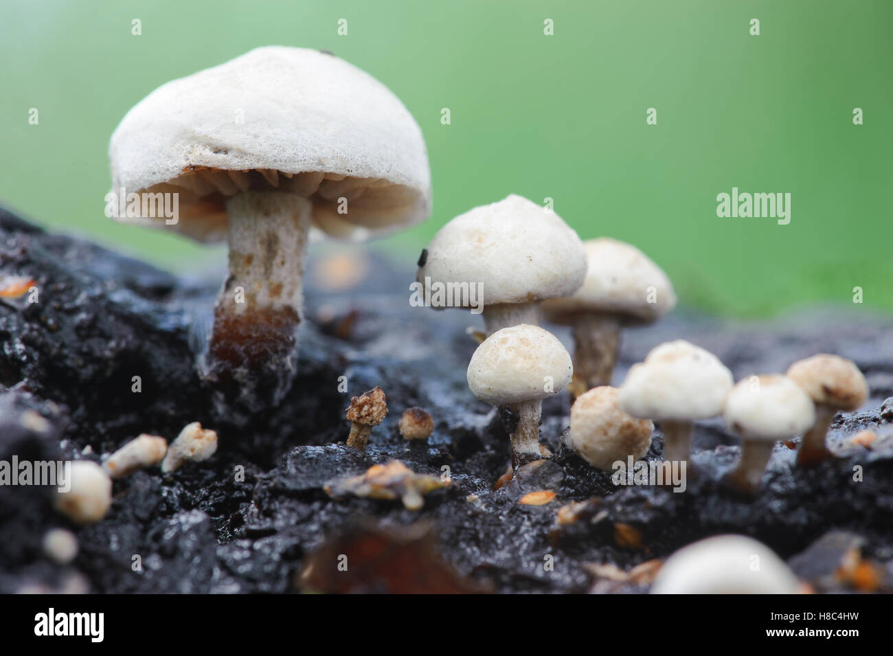 Gill Mushroom (Asterophora parasitica) growing on Blackening