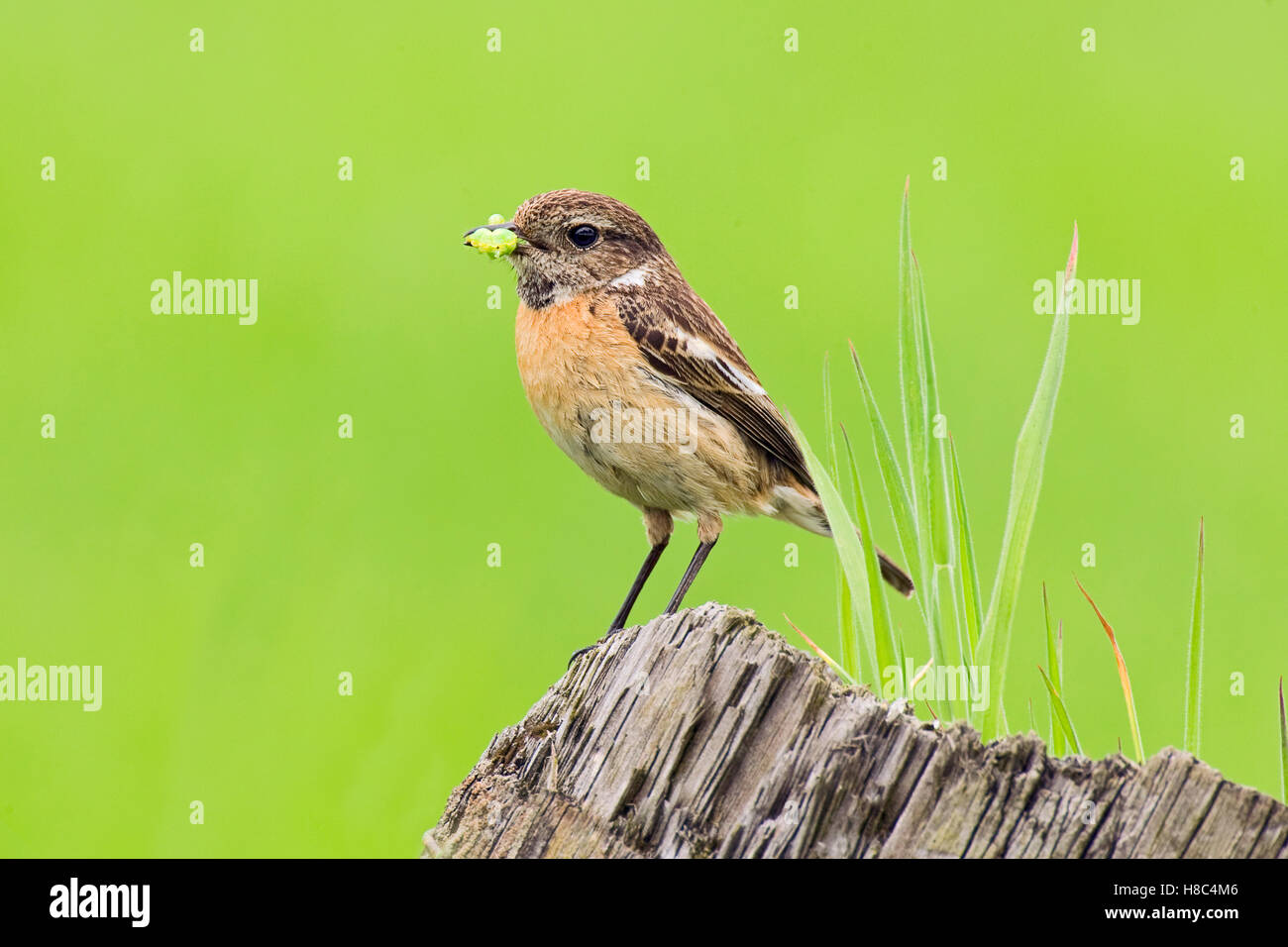 Common Stonechat (Saxicola torquata) female with caterpillar prey ...