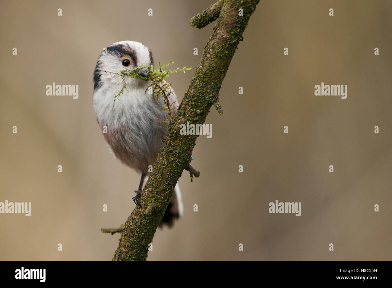 long-tailed-tit-aegithalos-caudatus-perched-on-a-branch-with-nesting