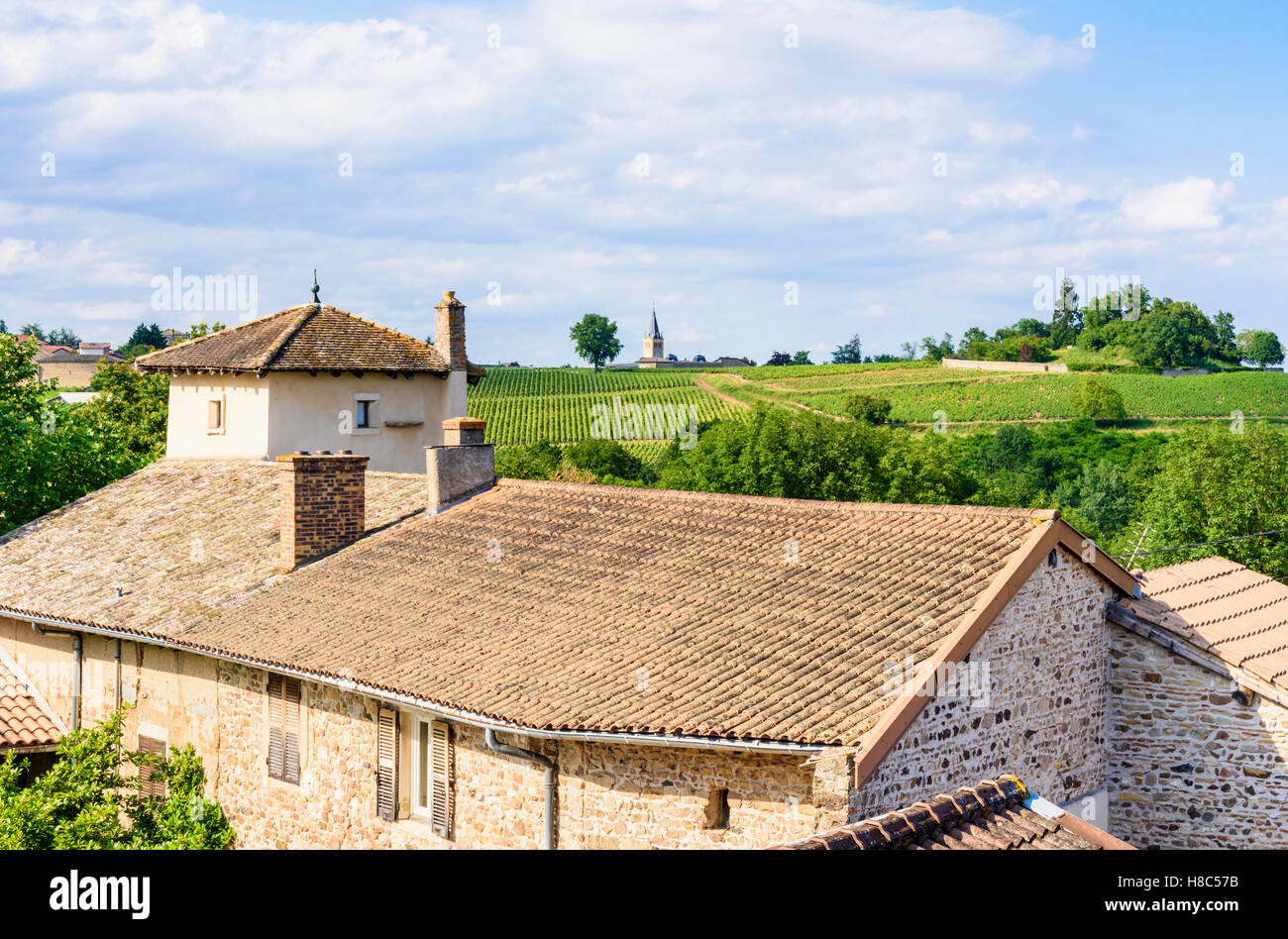 Vineyards around Corcelles-en-Beaujolais, looking towards Lancié in the Beaujolais region, Rhône, France Stock Photo