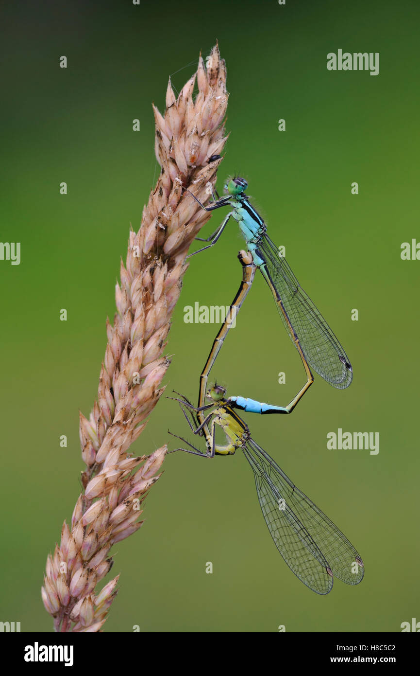 Blue-tailed Damselfly (Ischnura elegans) pair mating Stock Photo - Alamy