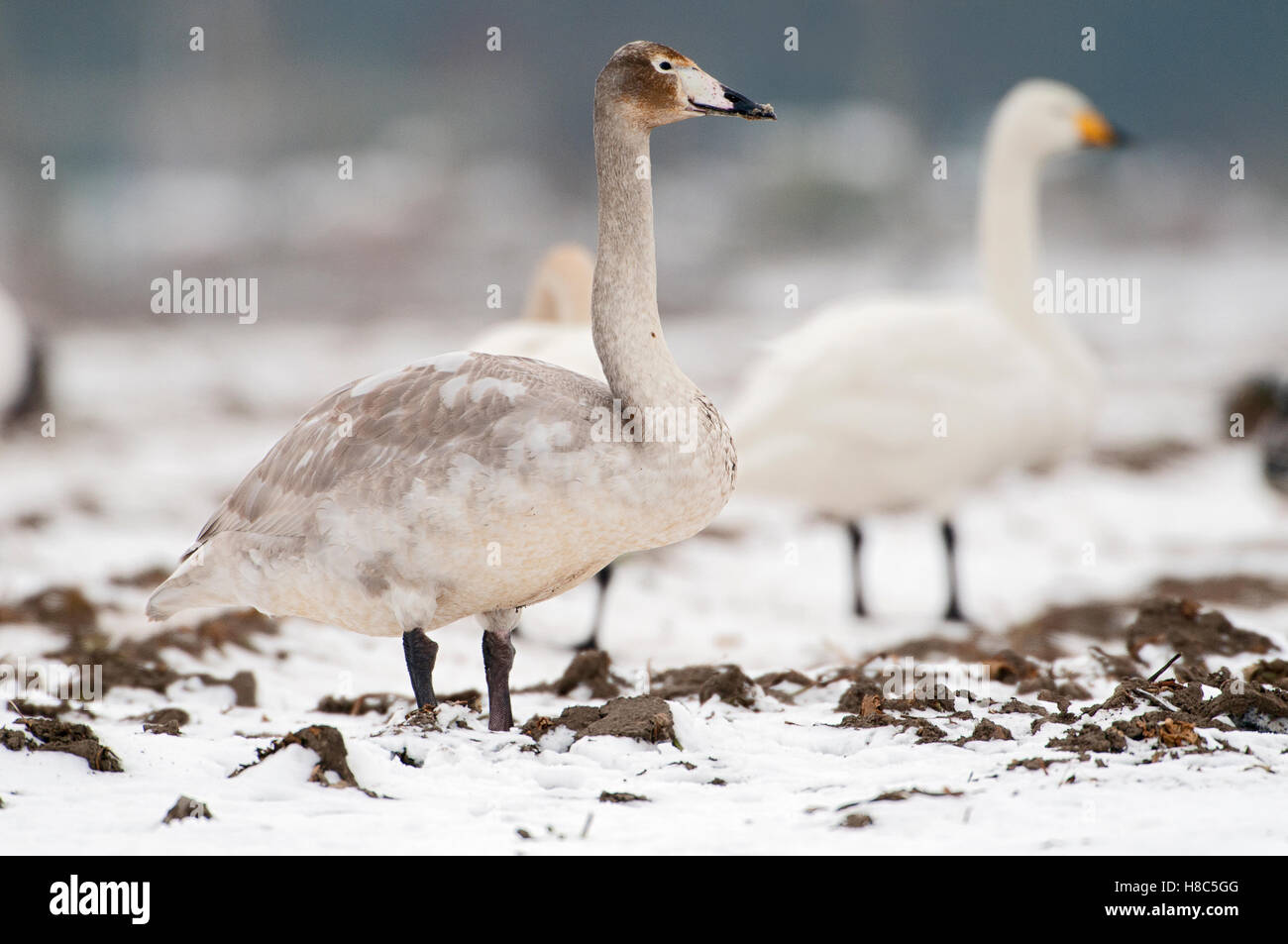 Whooper Swan (Cygnus cygnus) juvenile on farmland in winter Stock Photo ...