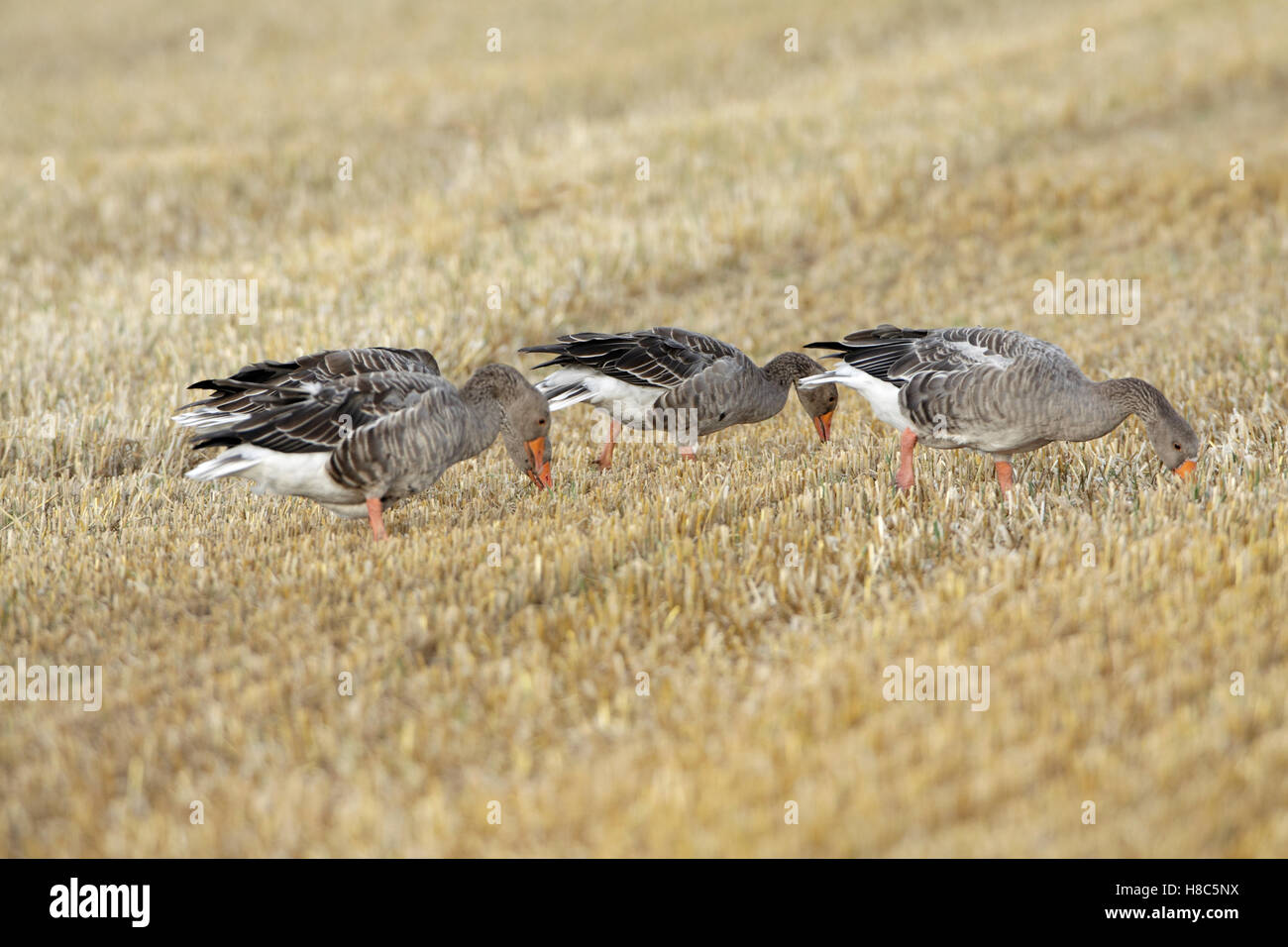 Greylag Goose (Anser anser) flock feeding on corn stubble, Texel, Noord