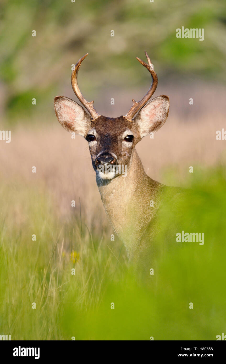 Whitetailed Deer (Odocoileus virginianus) male, West, Texas