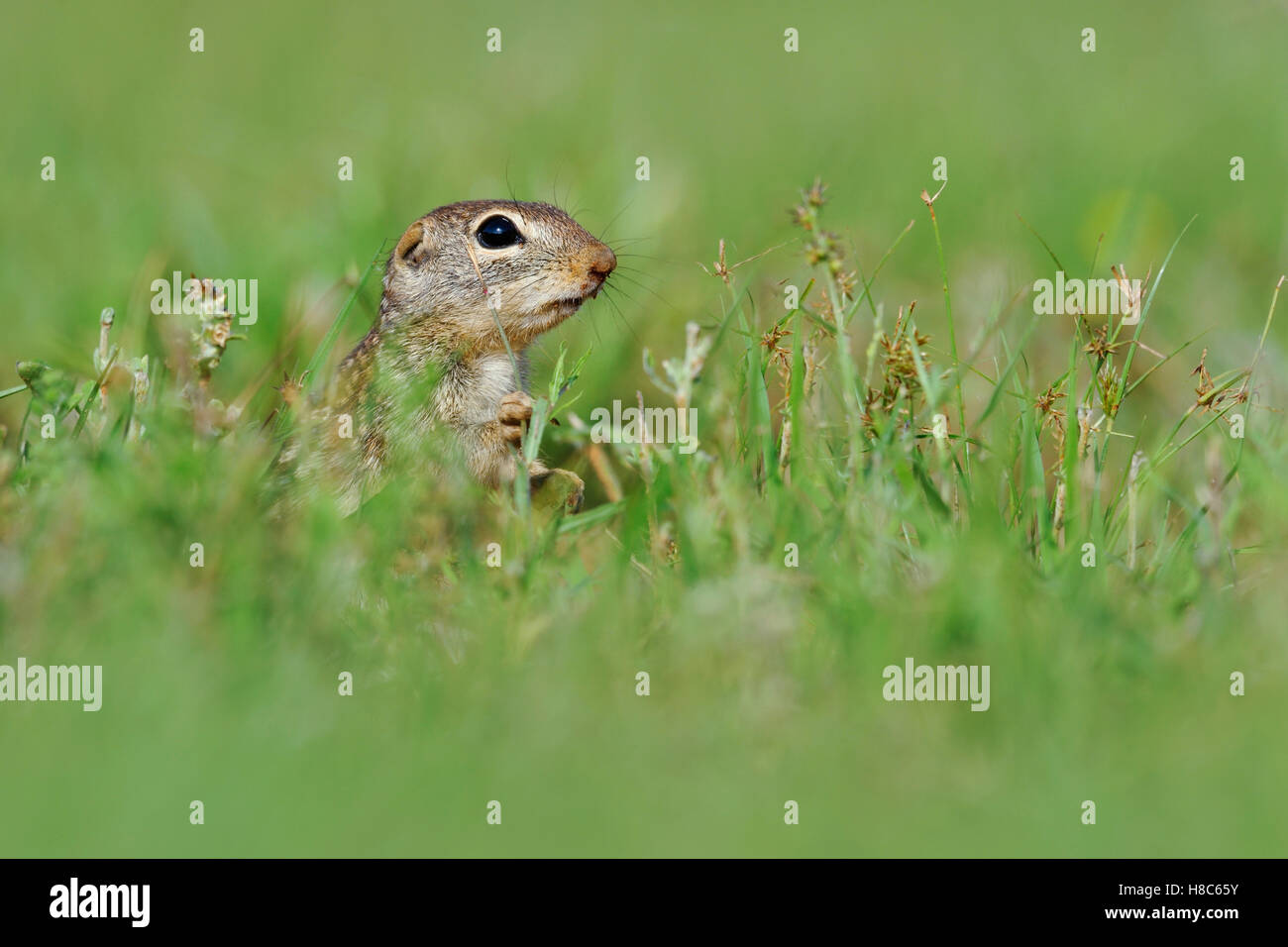 Thirteen-lined Ground Squirrel (Spermophilus Tridecemlineatus), George ...