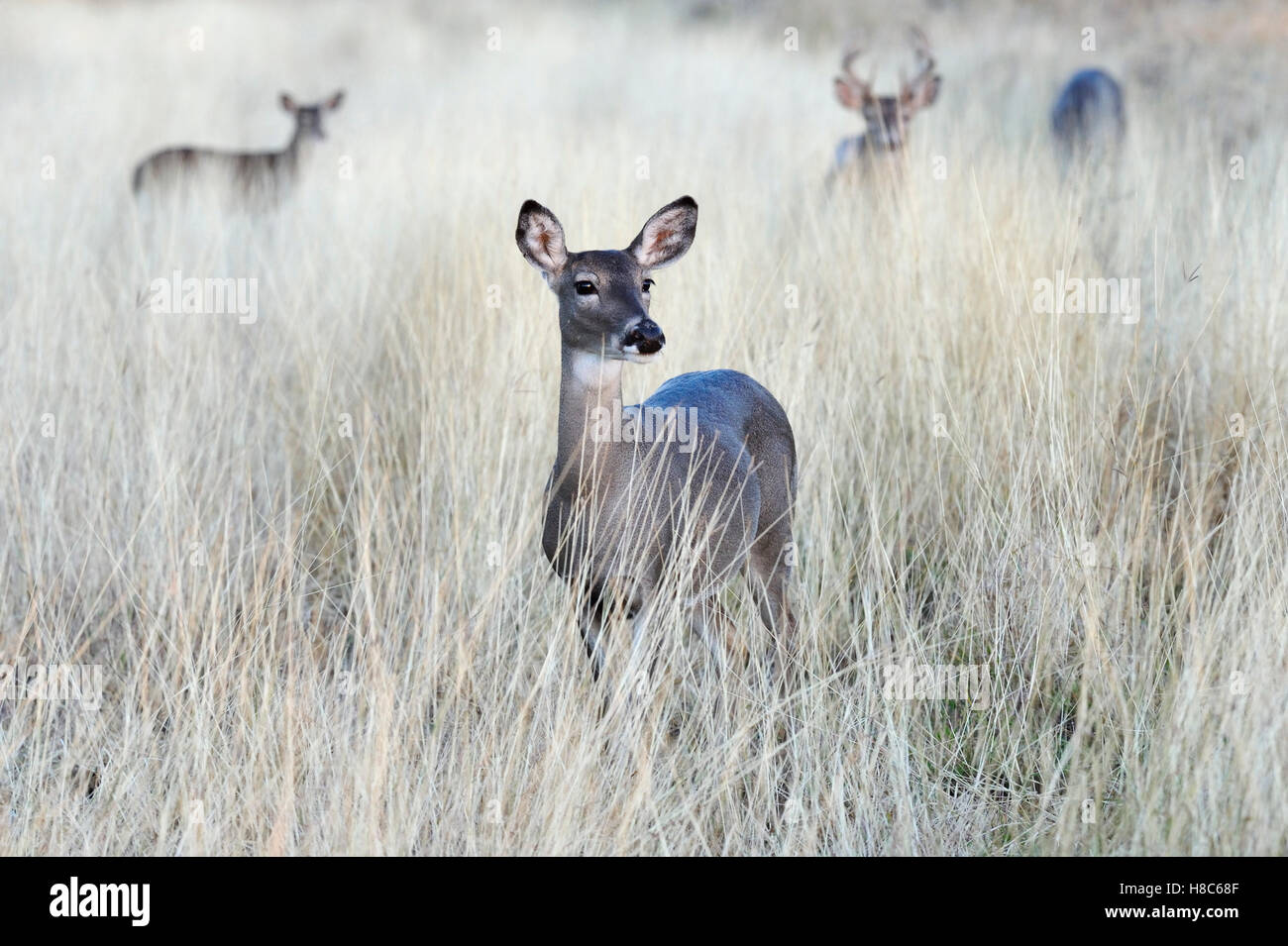 Whitetailed Deer (Odocoileus virginianus) female, Texas Stock Photo Alamy