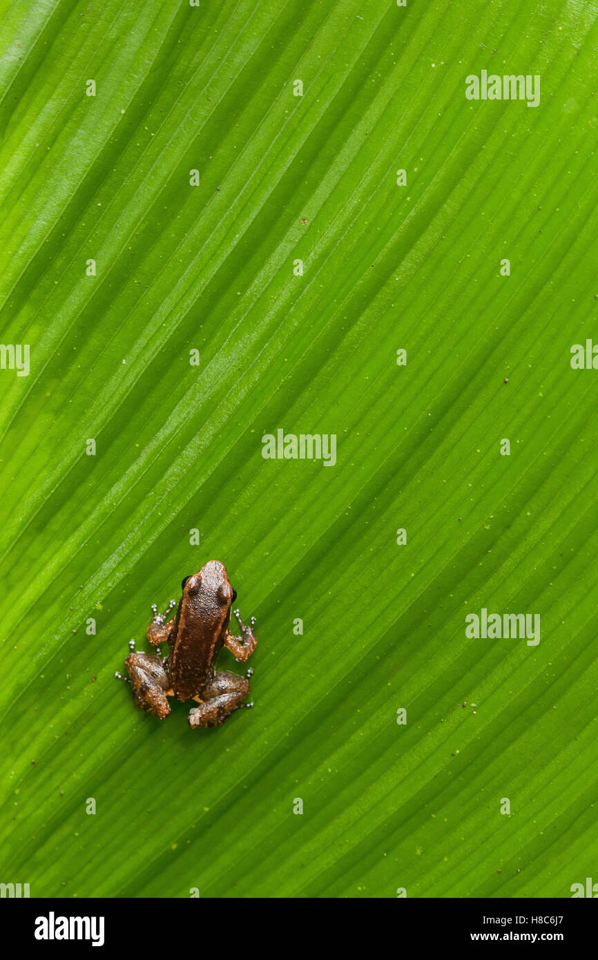 Tree Frog (Hylidae) on leaf, Ecuador Stock Photo