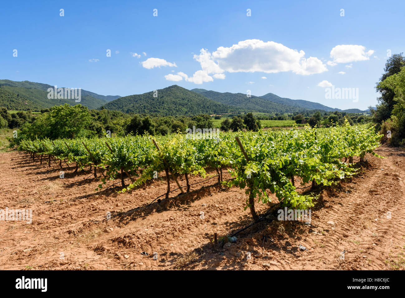 Vineyards surrounding Castell de Riudabella looking towards the Prades Mountains, Vimbodi, Tarragona, Spain Stock Photo