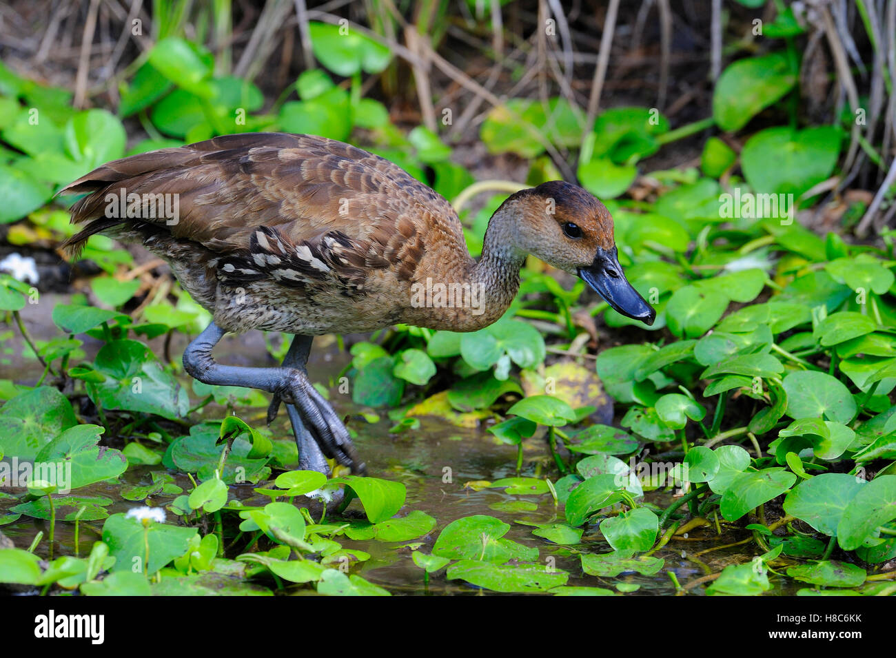 West Indian Whistling-Duck (Dendrocygna arborea), Dominican Republic Stock Photo