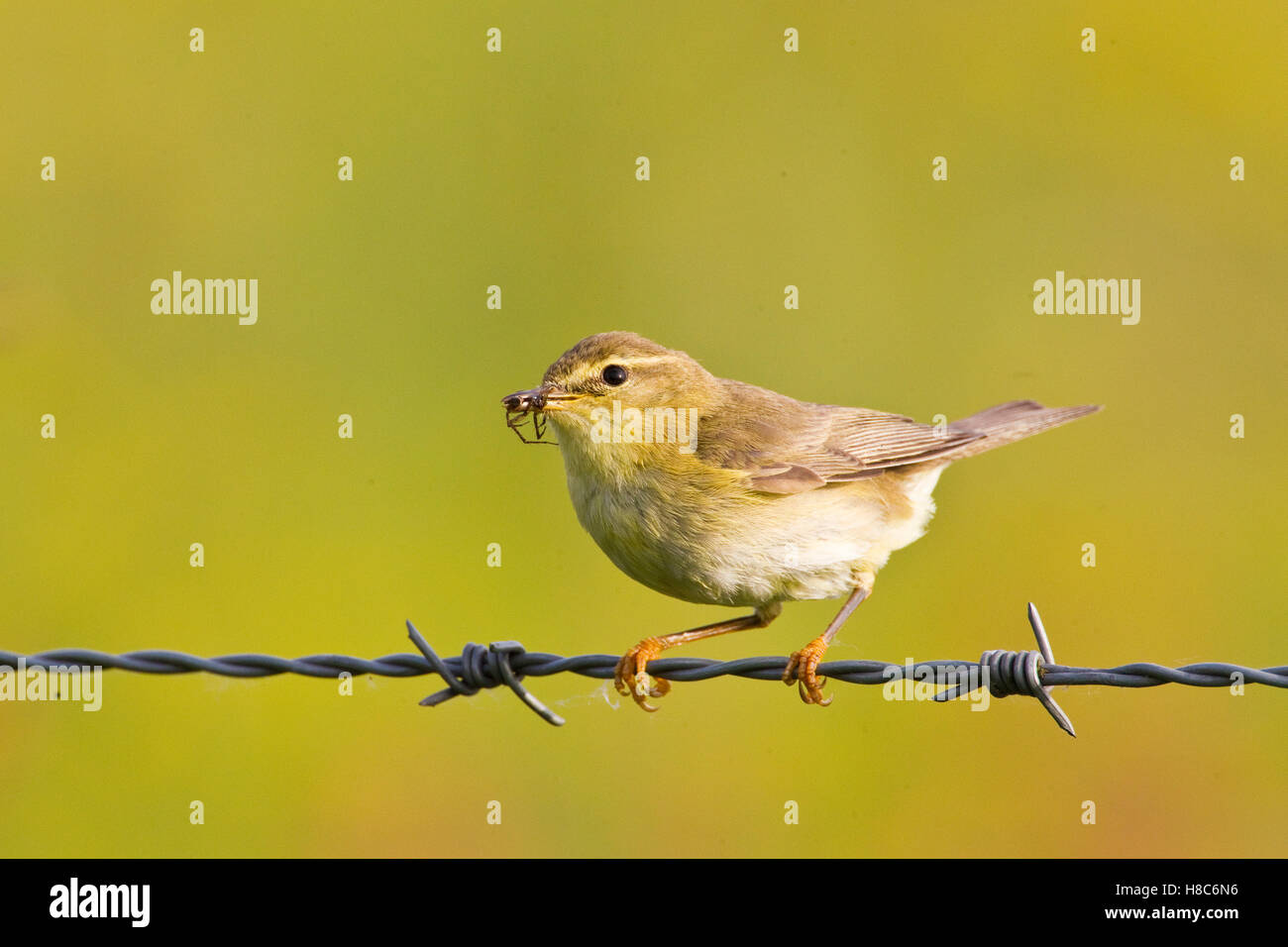 Common Chiffchaff (Phylloscopus collybita) with insect prey on barbed ...