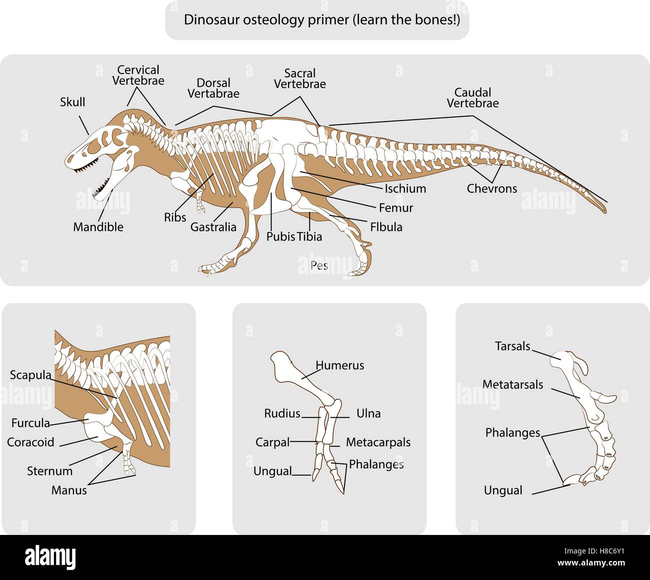 Vector illustration of Dinosaur Bone Stock Vector