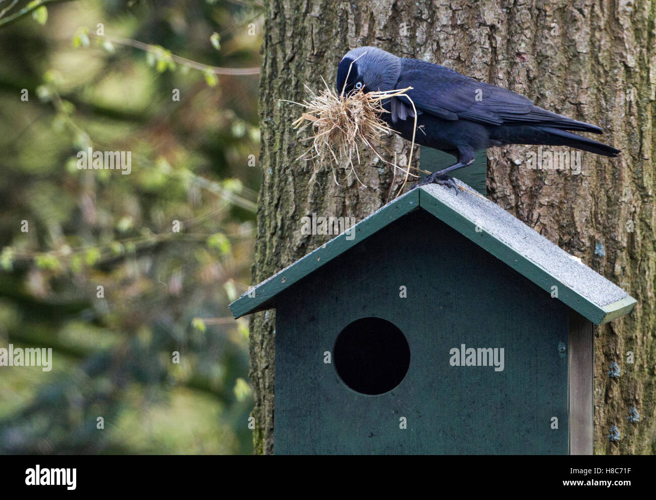 Eurasian Jackdaw Corvus Monedula Carrying Nesting Material To Nest eurasian-jackdaw-corvus-monedula-carrying-nesting-material-to-nest