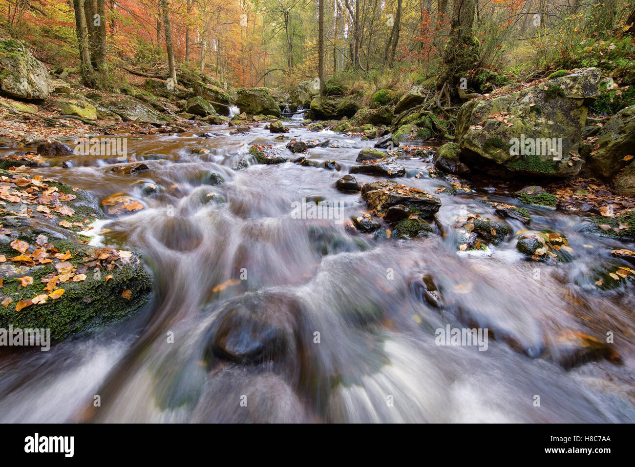River flowing through forest in fall, Belgium Stock Photo - Alamy