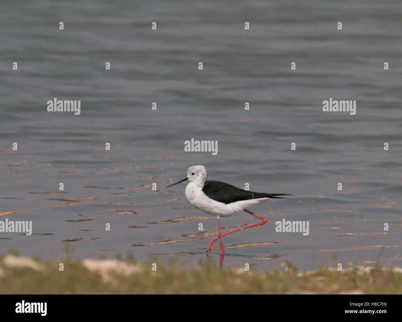 Stilt bird india hires stock photography and images Alamy