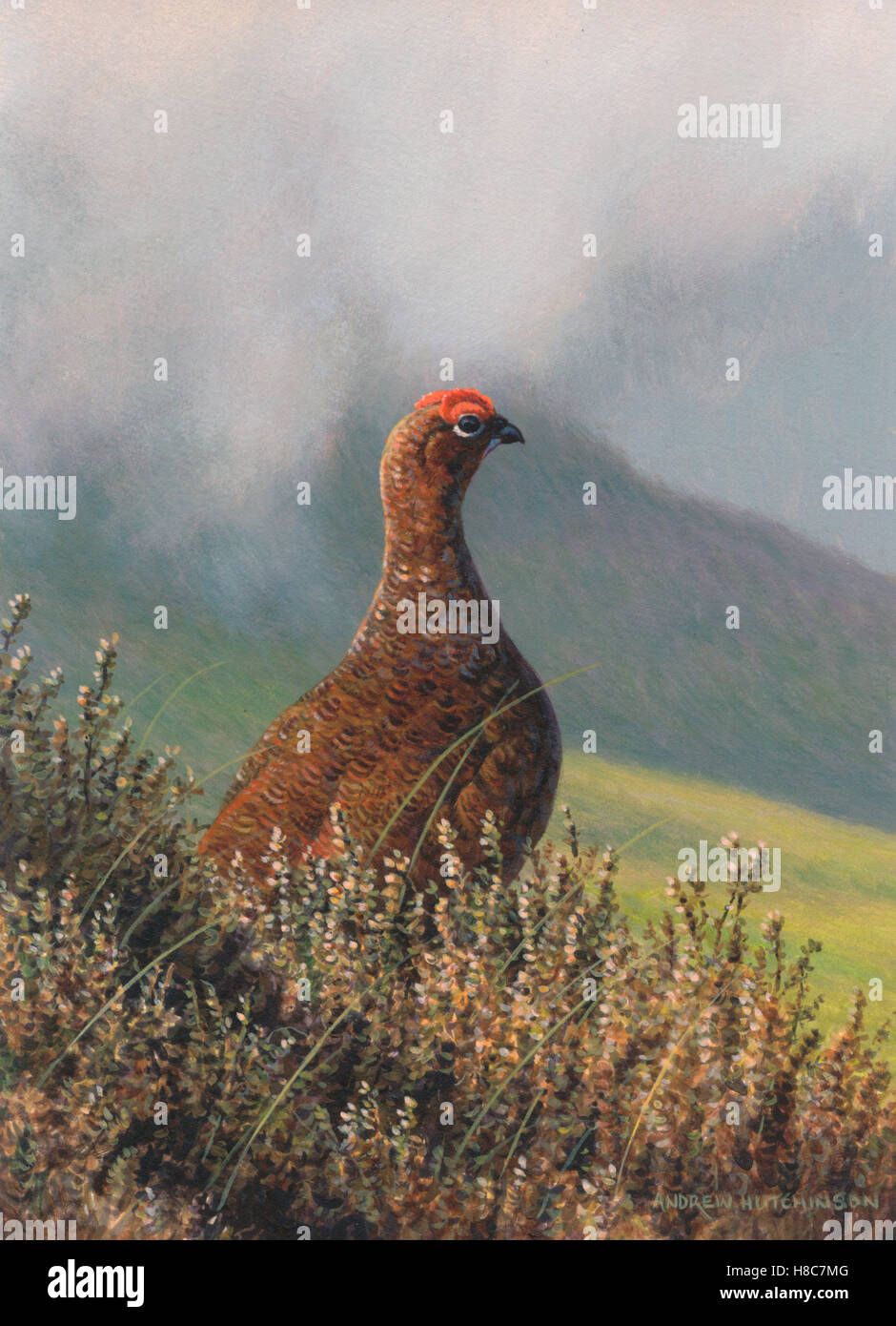 Grouse in field Stock Photo Alamy
