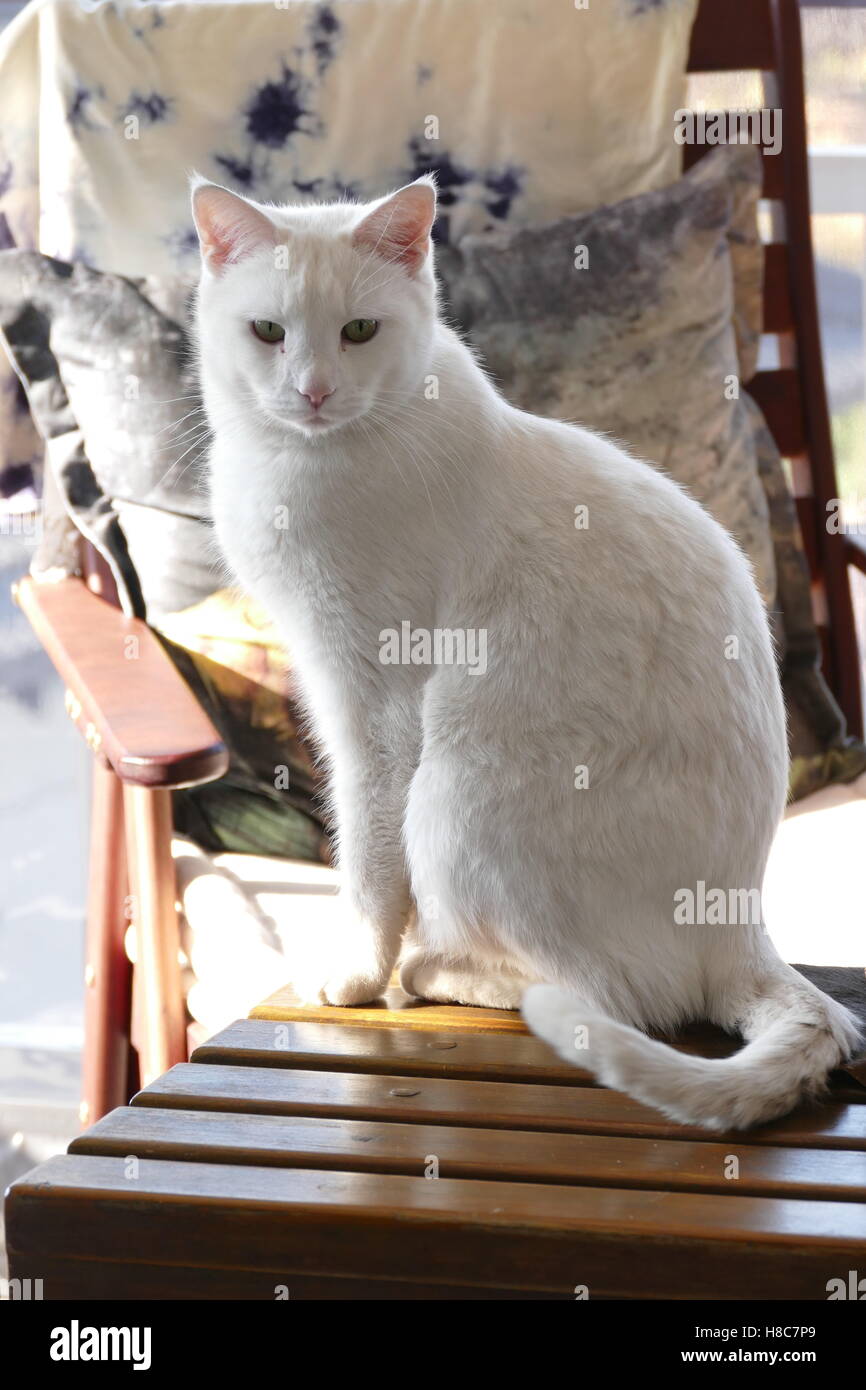 white cat siting on table Stock Photo