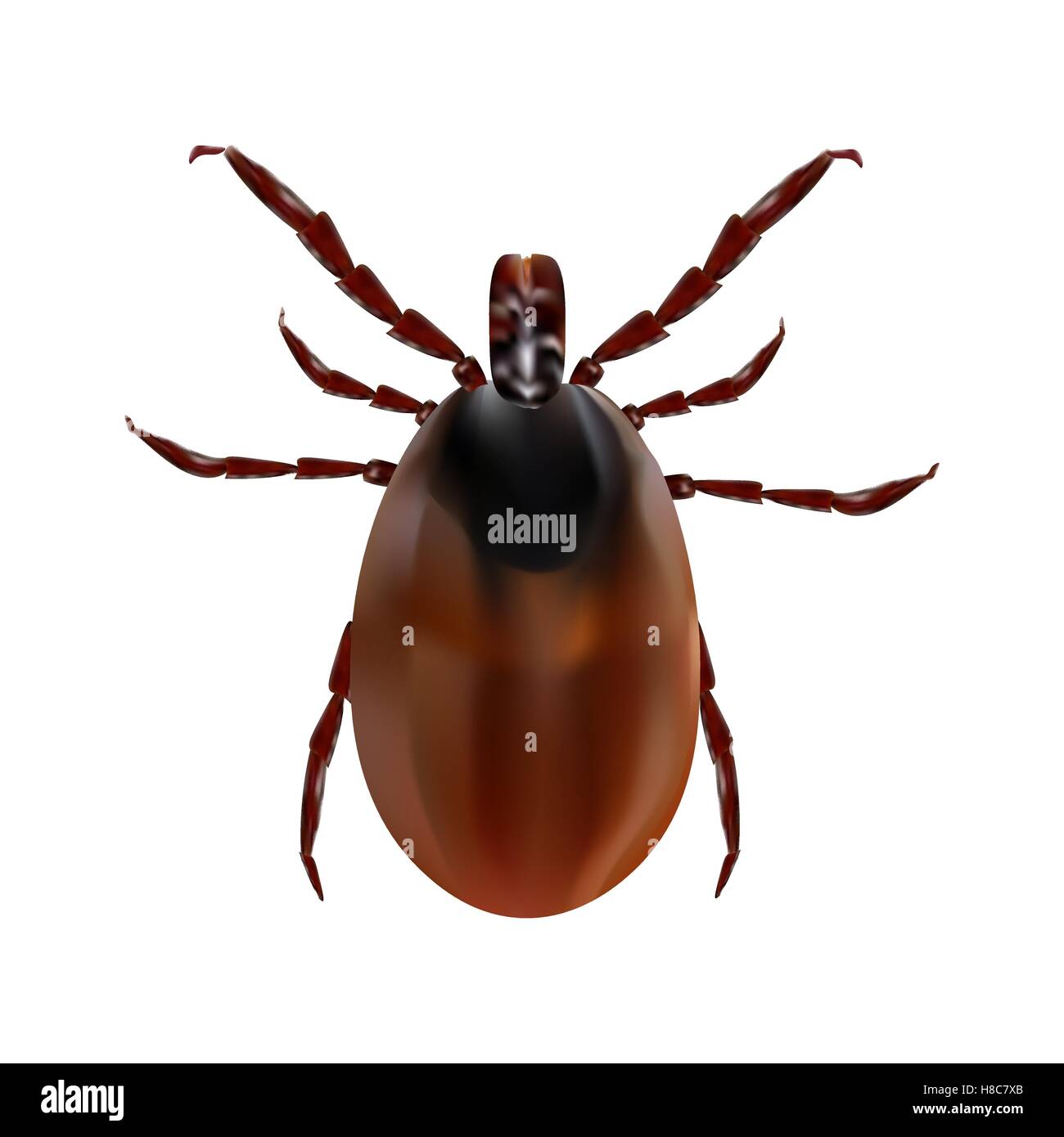 Blank Ractor Bug Harvest bug on a white background. illustration Stock Vector Image ...