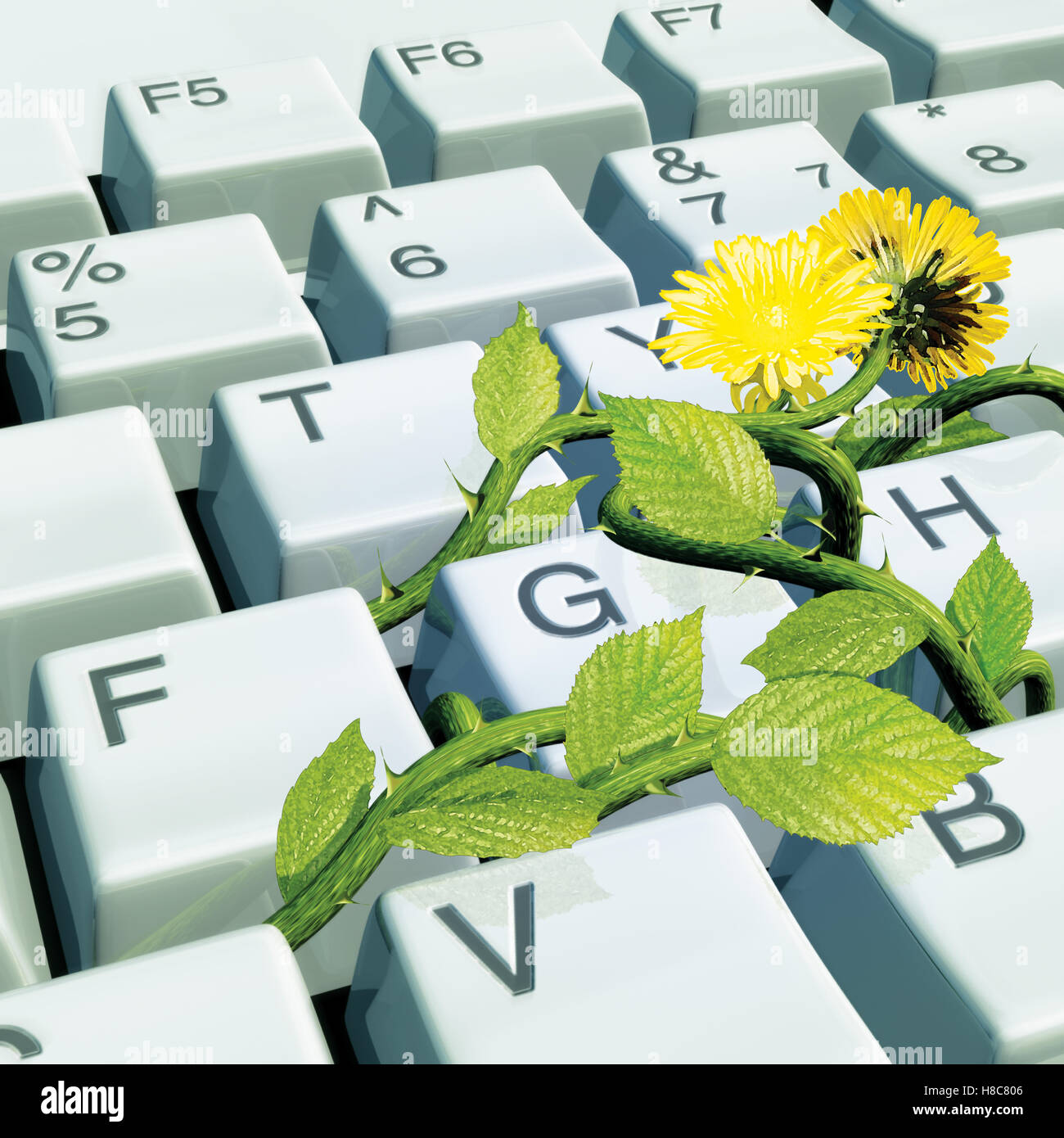 Flower on computer keyboard Stock Photo Alamy