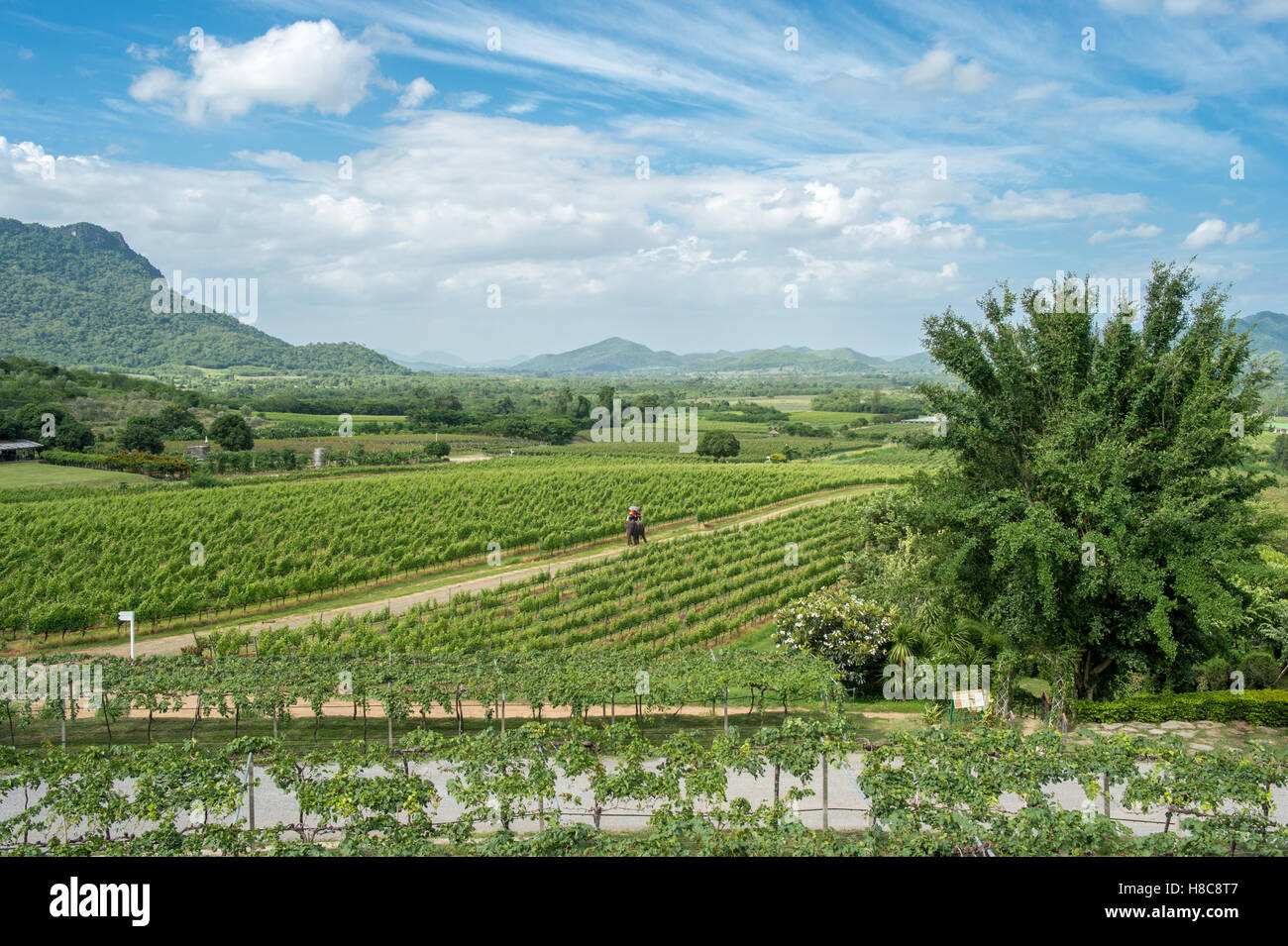 Hua Hin Hills vineyards outside Hua Hin in Thailand Stock Photo Alamy