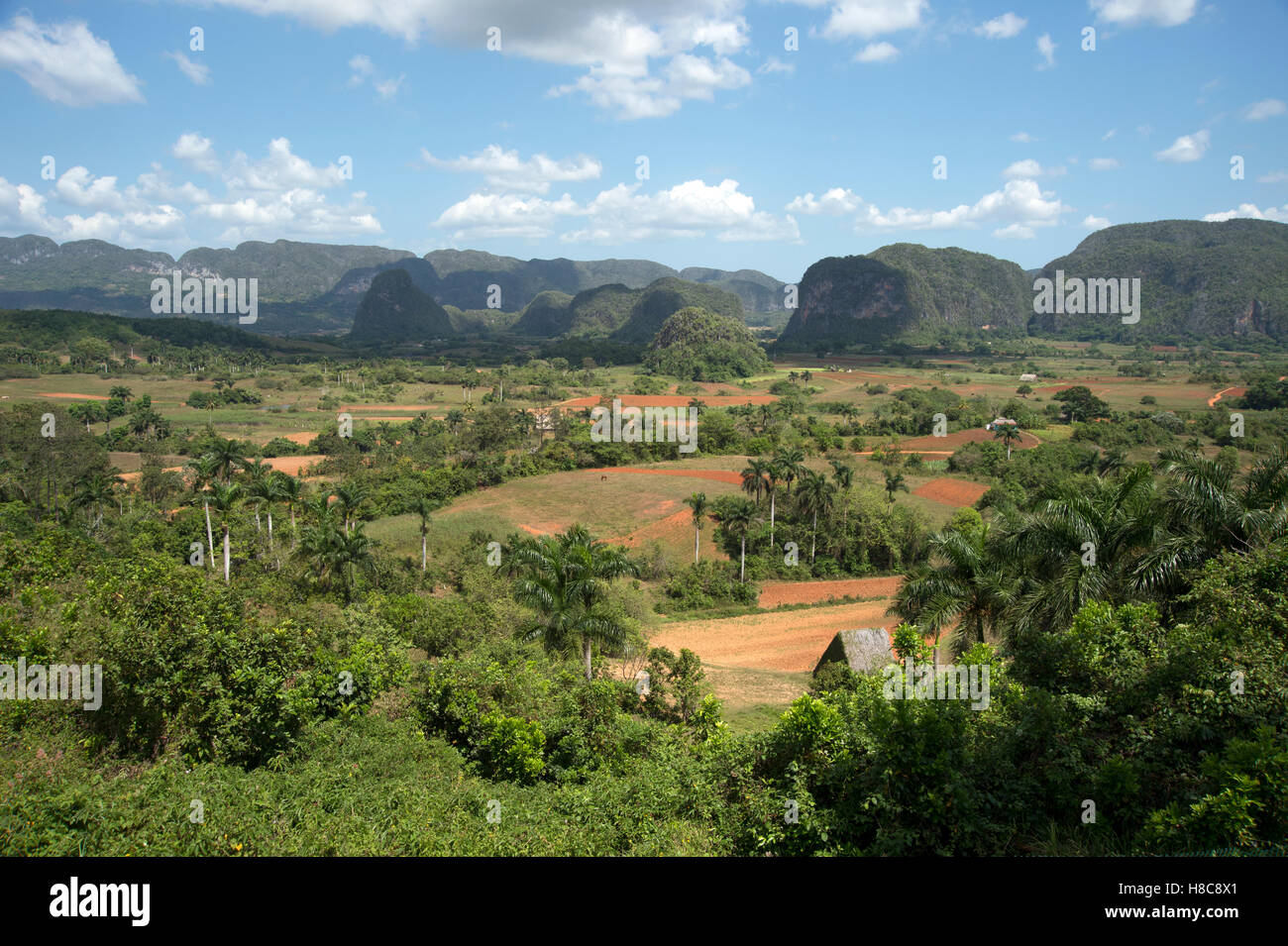 A thatched tobacco drying house in the Valle de Vinales in Cuba with jungle covered mogotes in the background Stock Photo