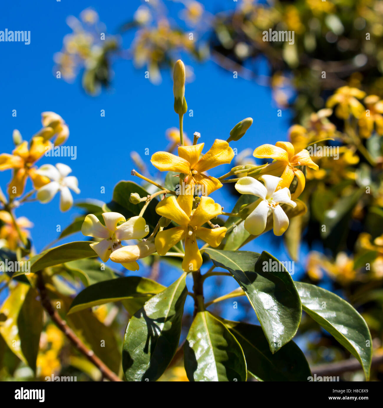 Stunning fragrant flowers of Hymenosporum flavum, or Native Frangipani
