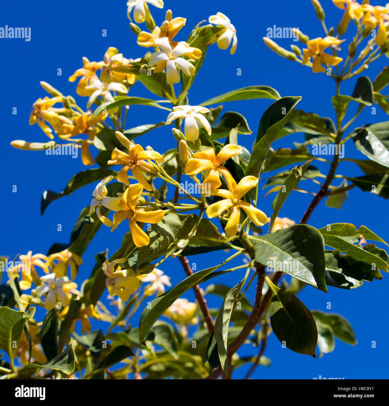 Stunning fragrant flowers of Hymenosporum flavum, or Native Frangipani