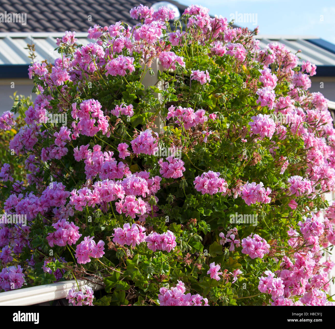 Beautiful  double candy  pink  flowers of  geranium species covering a white painted wooden  fence  in late spring  adds color to the garden landscape. Stock Photo