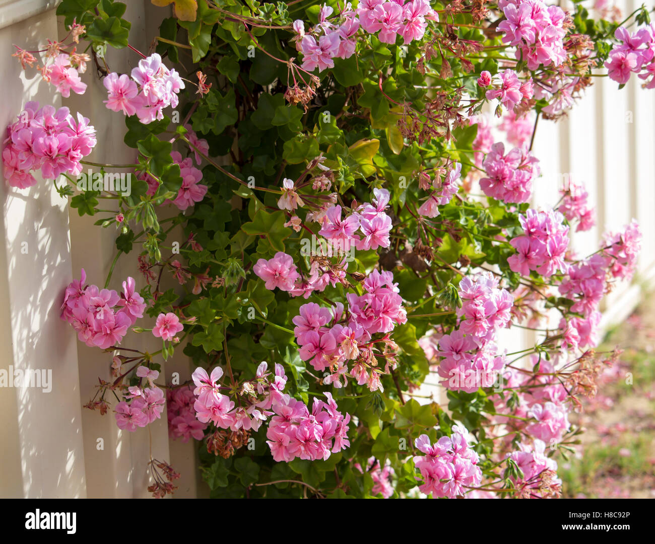 Beautiful  double candy  pink  flowers of  geranium species covering a white painted wooden  fence  in late spring  adds color to the garden landscape. Stock Photo