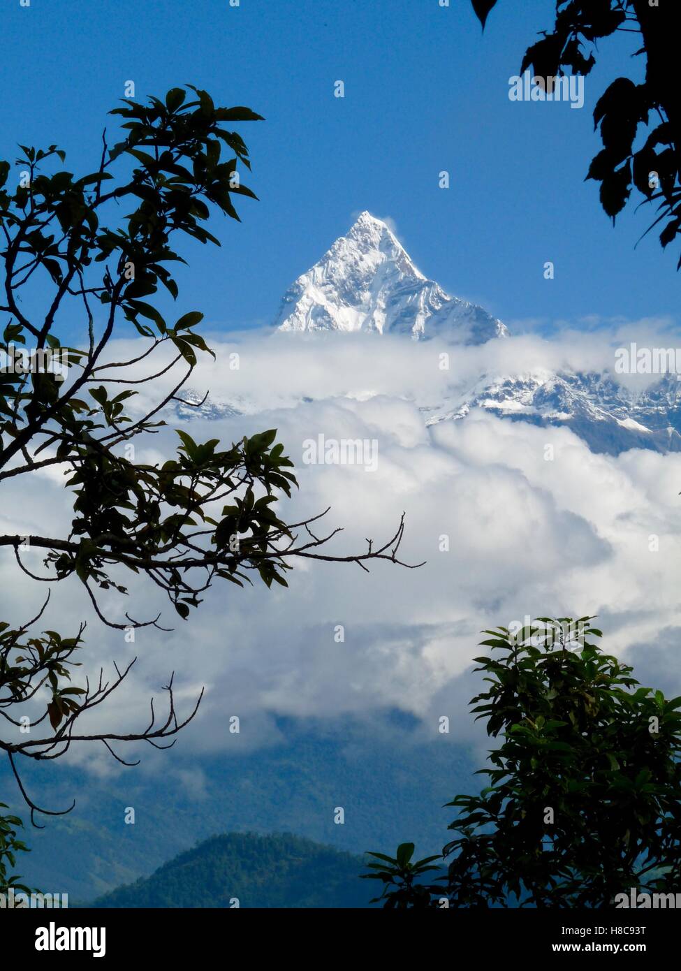 Portrait format view of snowy Fishtail mountain in Annapurna range, Himalayas, Nepal, against clear blue sky, framed by trees Stock Photo