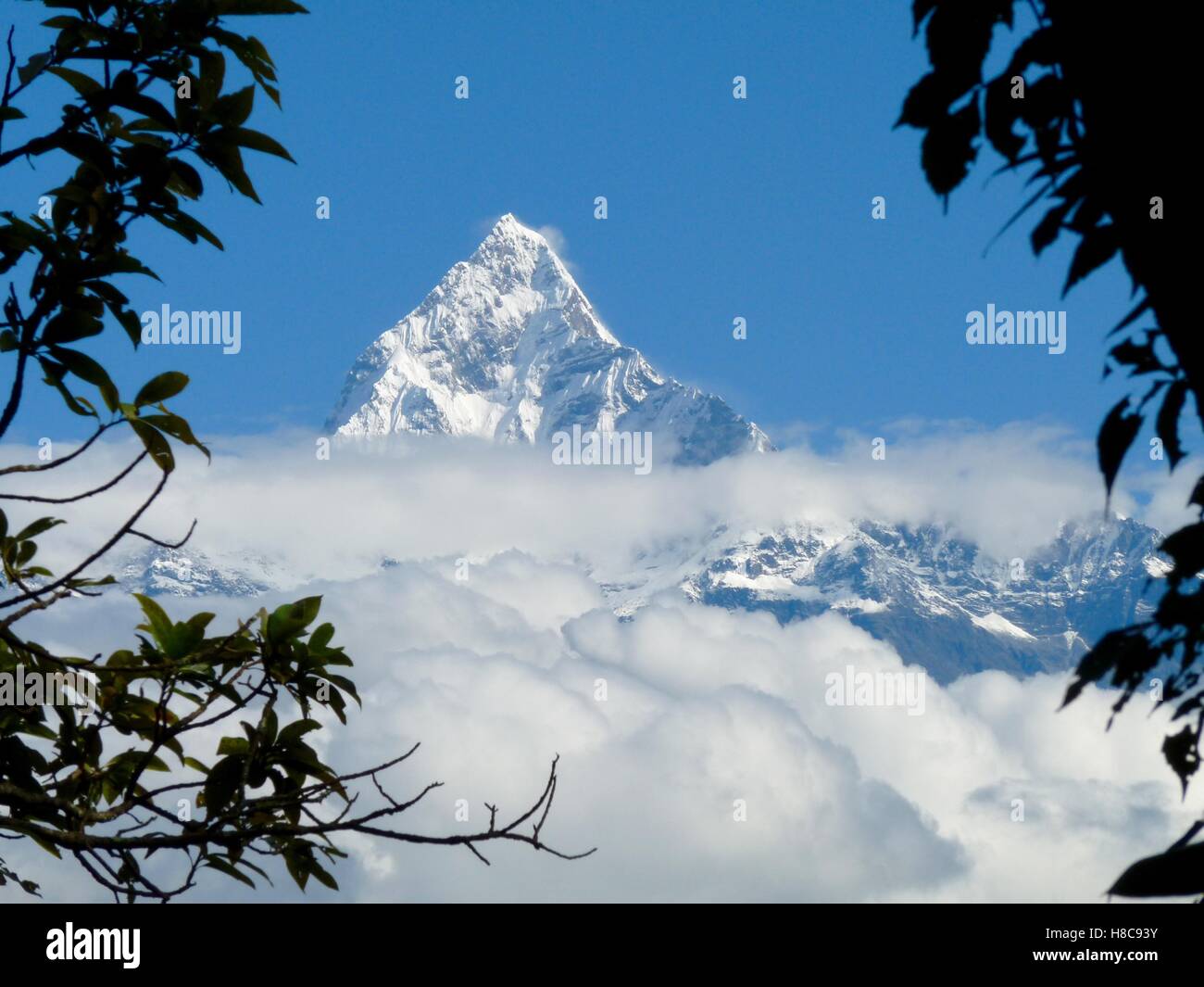 Landscape format view of snowy Fishtail mountain in Annapurna range, Himalayas, Nepal against clear blue sky and framed by trees Stock Photo