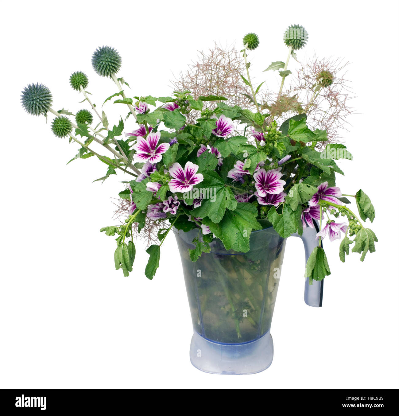 Wild Hollyhocks High Resolution Stock Photography and Images - Alamy