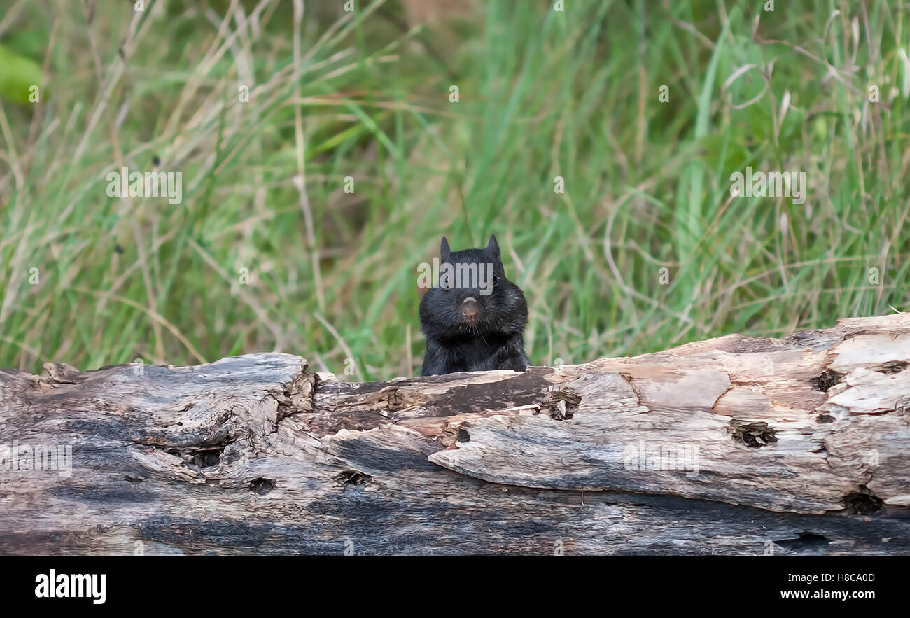 Melanistic Black chipmunk on a log in Canada Stock Photo