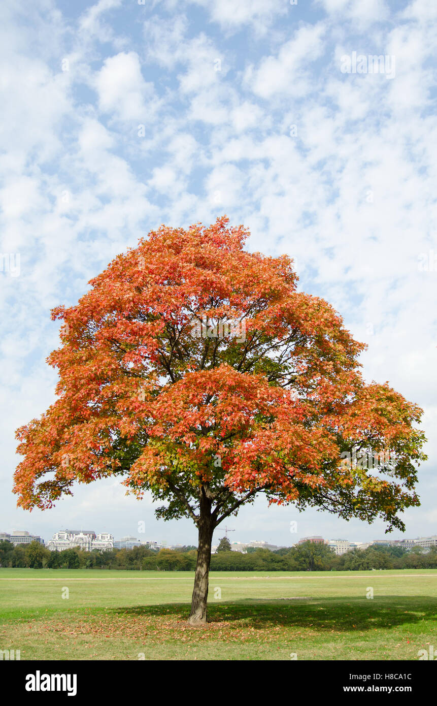 Autumn idyllic city getaway spot. Red tree and blue sky Stock Photo