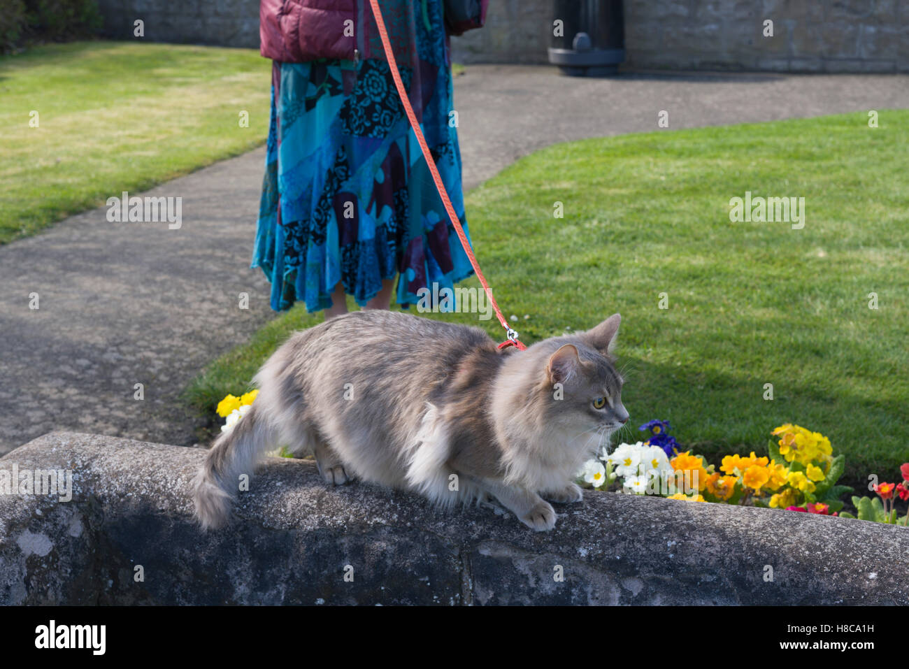 Somali (breed) kitten on a lead for its own safety Stock Photo