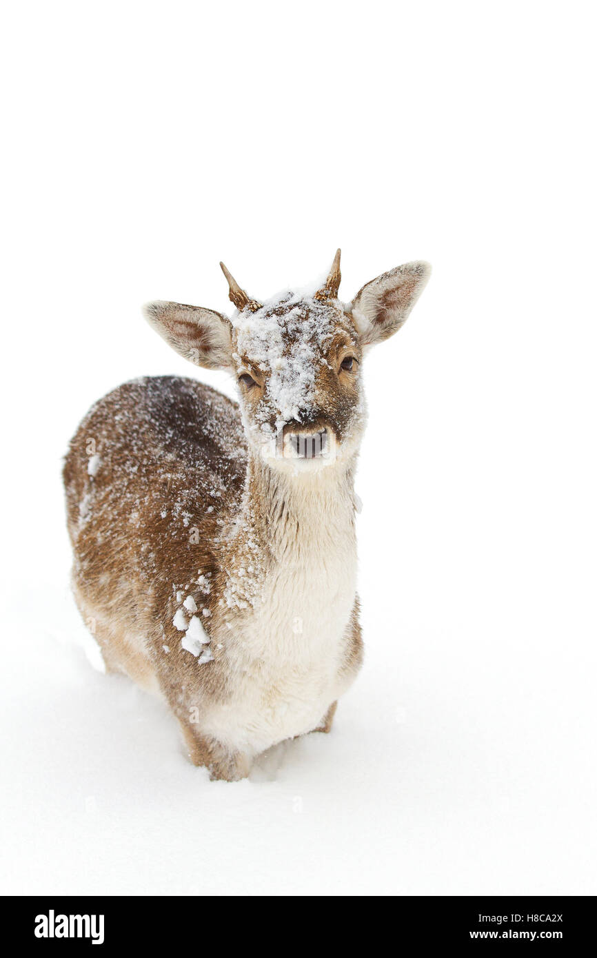 Fallow deer poses in a winter field in Canada Stock Photo