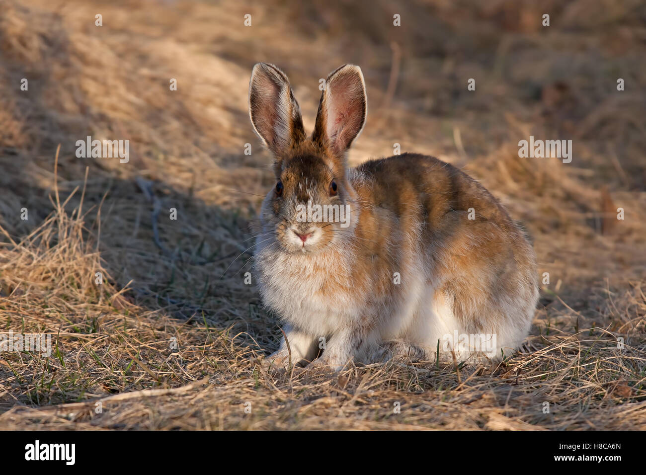 Snowshoe hare or Varying hare standing in a spring meadow in Canada