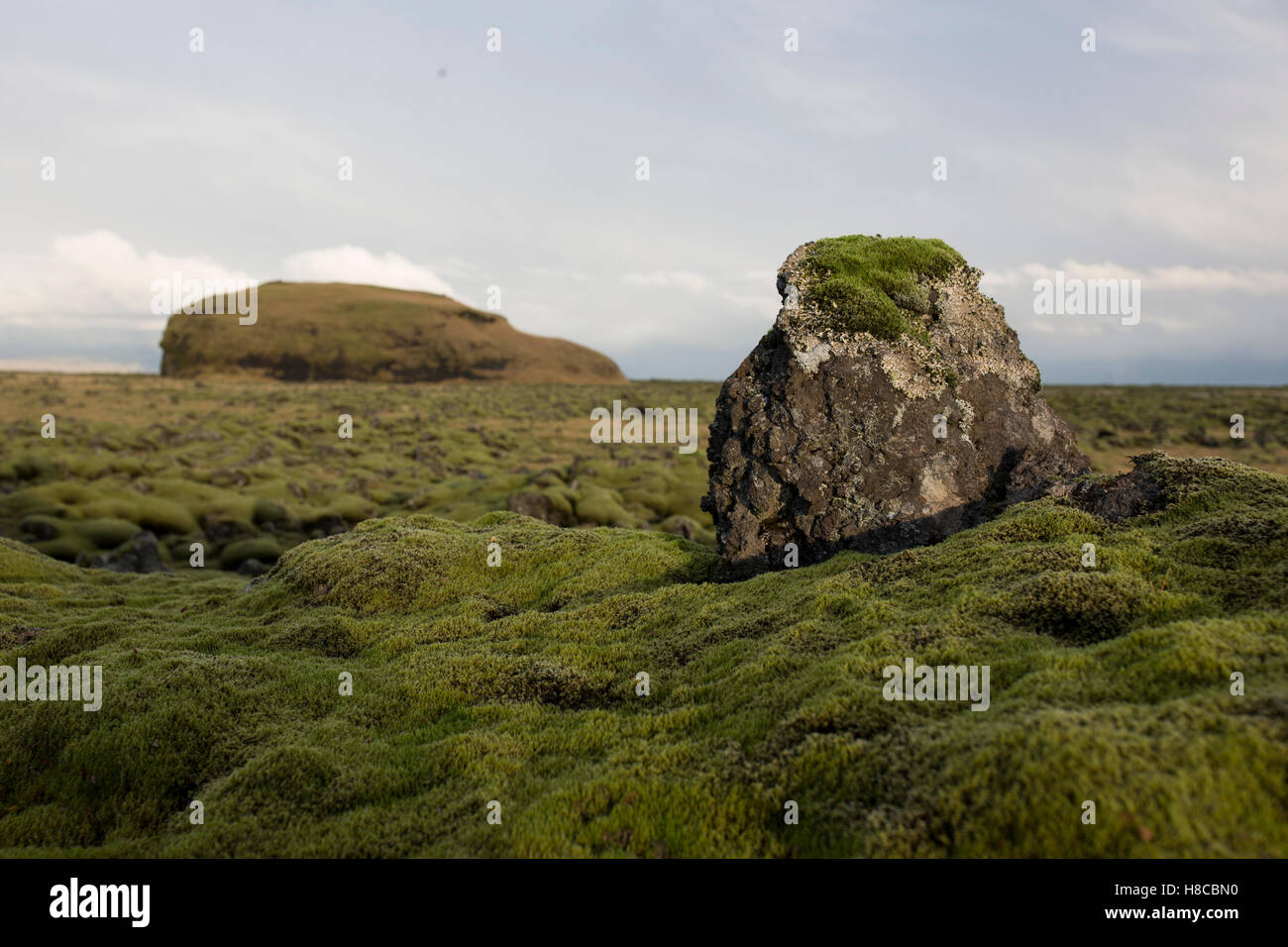 A lava field is seen outside of Vik, Iceland Stock Photo