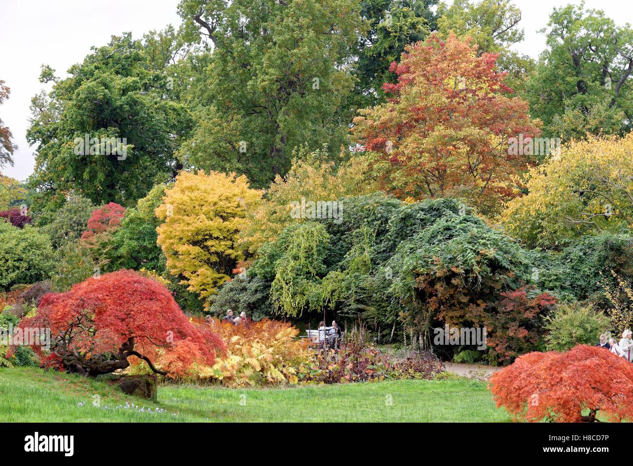 Autumn colours  at the Royal Horticultural Society Gardens Wisley Surrey UK Stock Photo