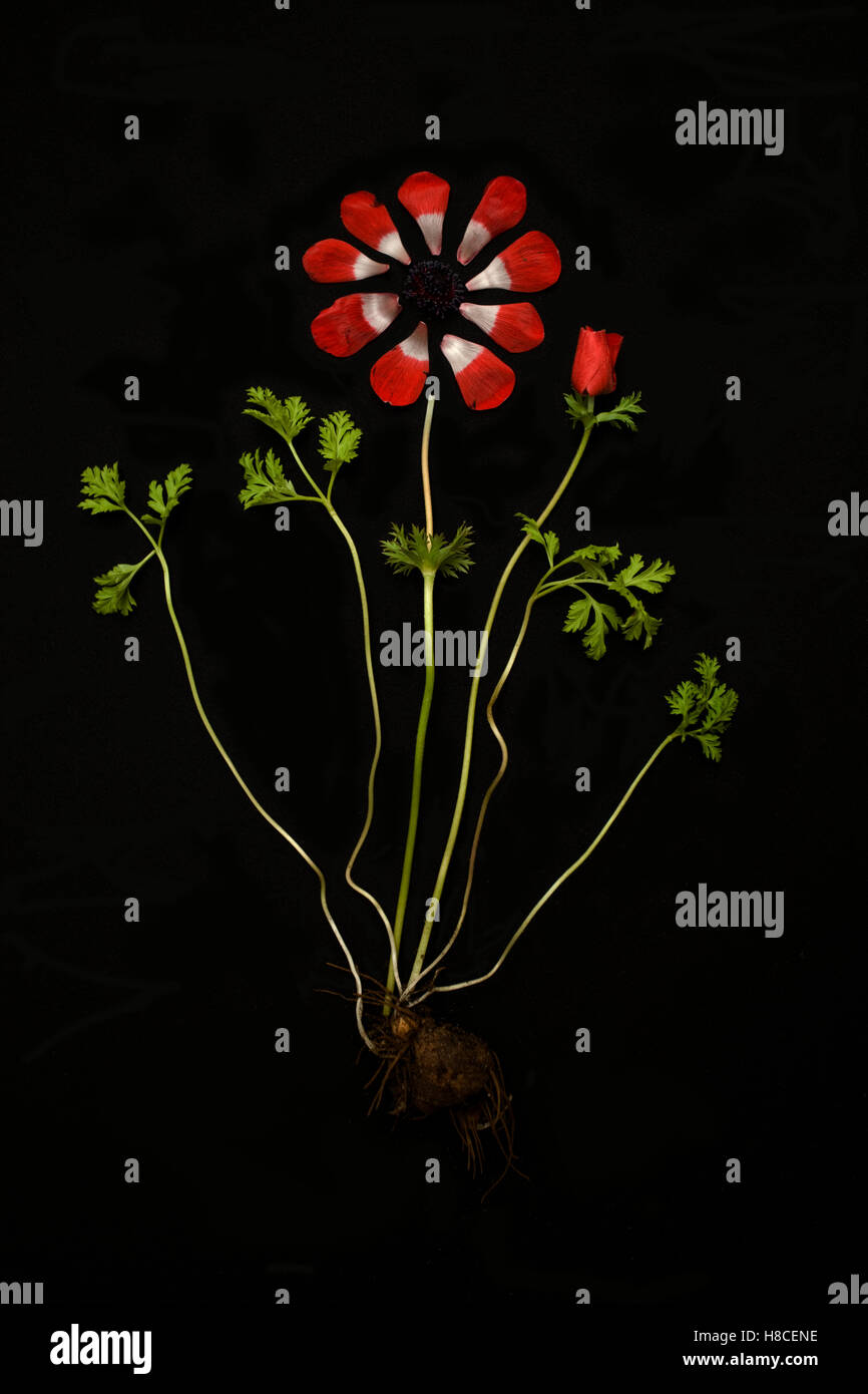 red anemone plant in pieces on black background Stock Photo