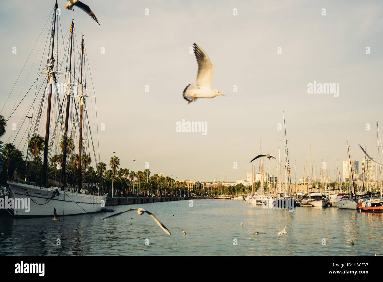 The harbour of Barcelona with seagulls flying around. Stock Photo
