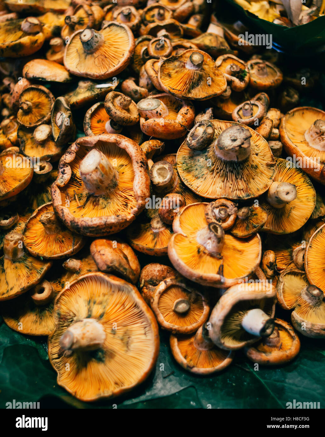 A pile of orange mushrooms for sale at a market. Stock Photo